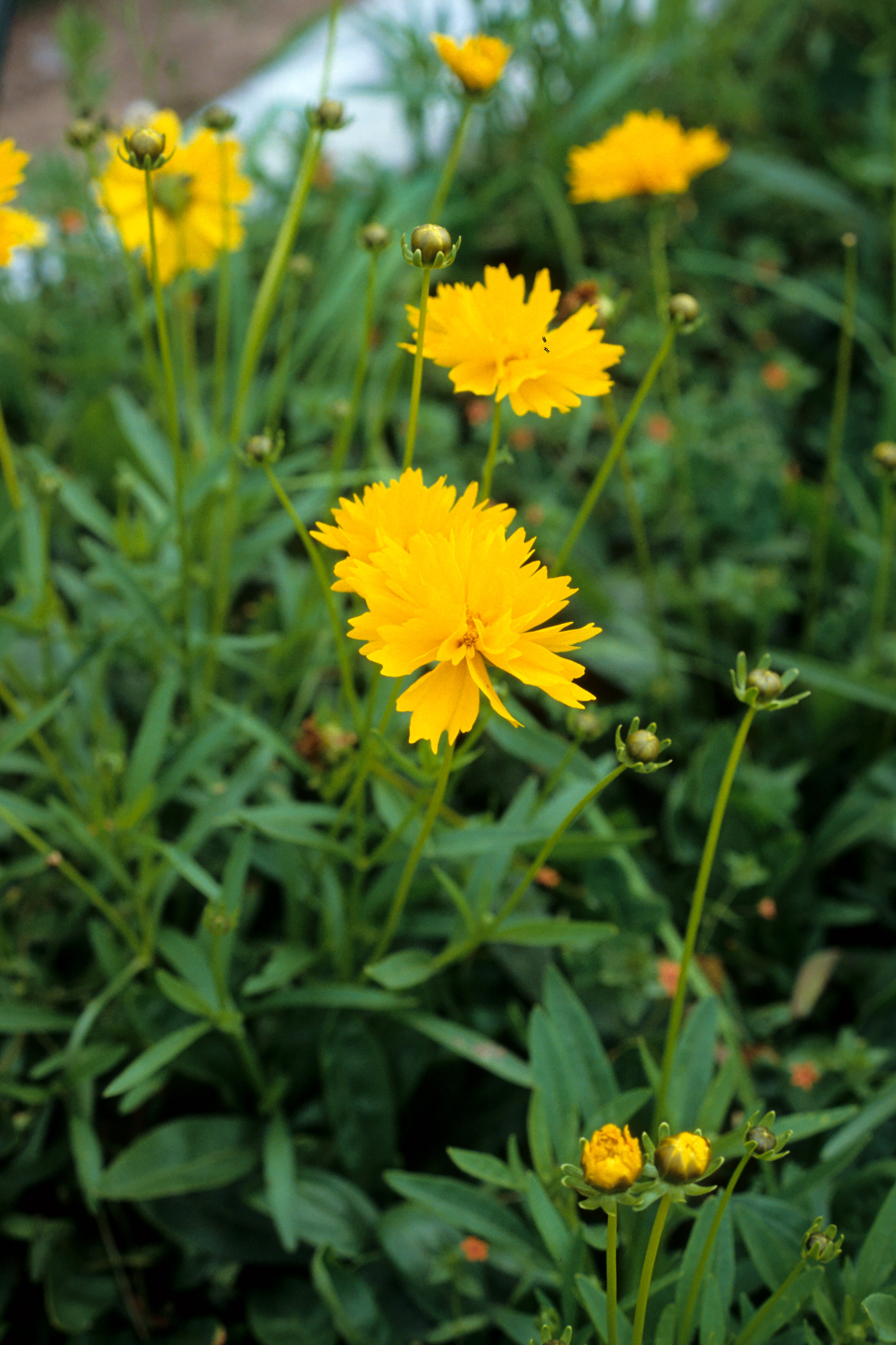 Coreopsis lanceolata Sunraysia