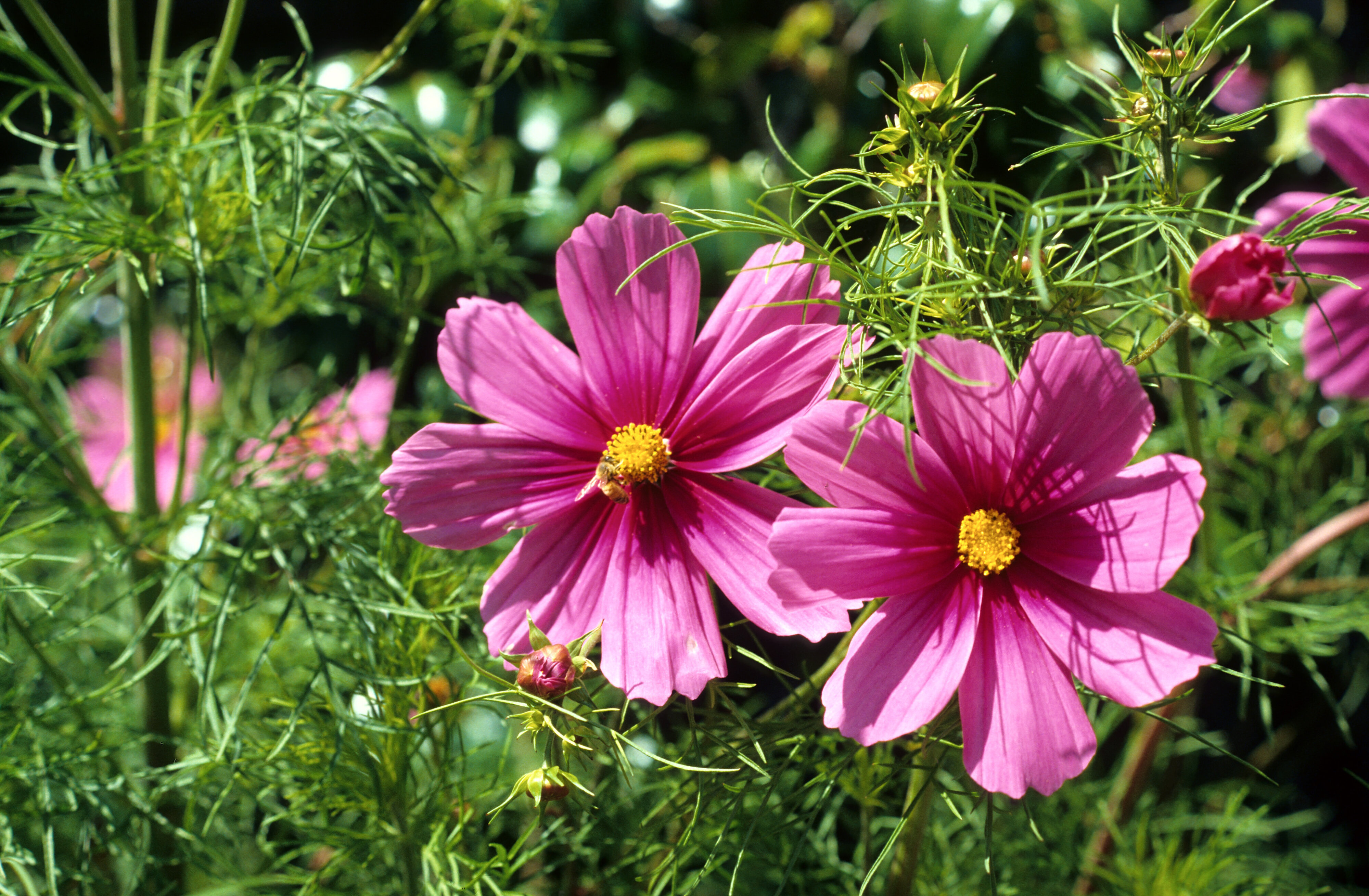 Cosmos bipinnatus