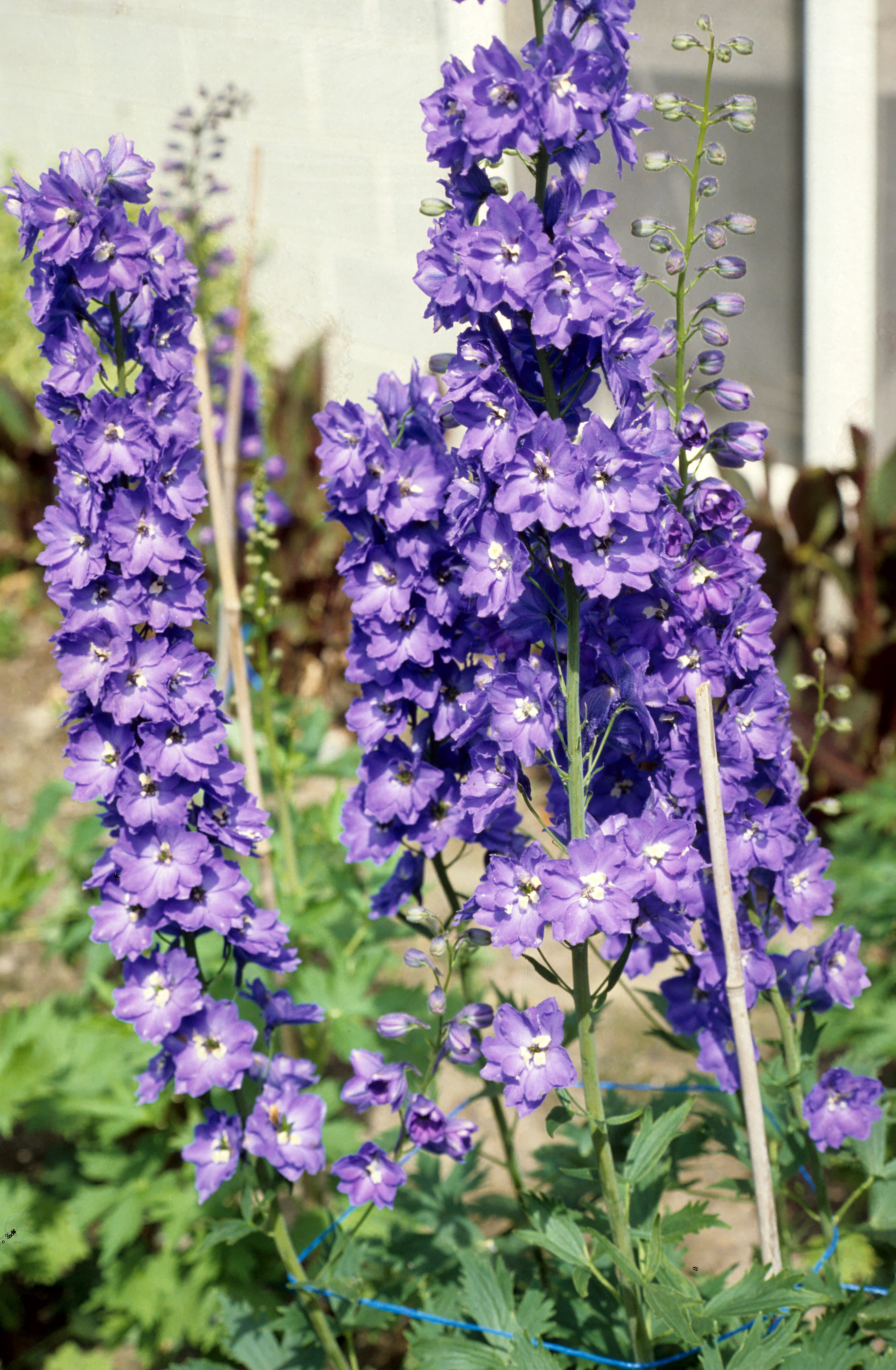 Delphinium x cultorum