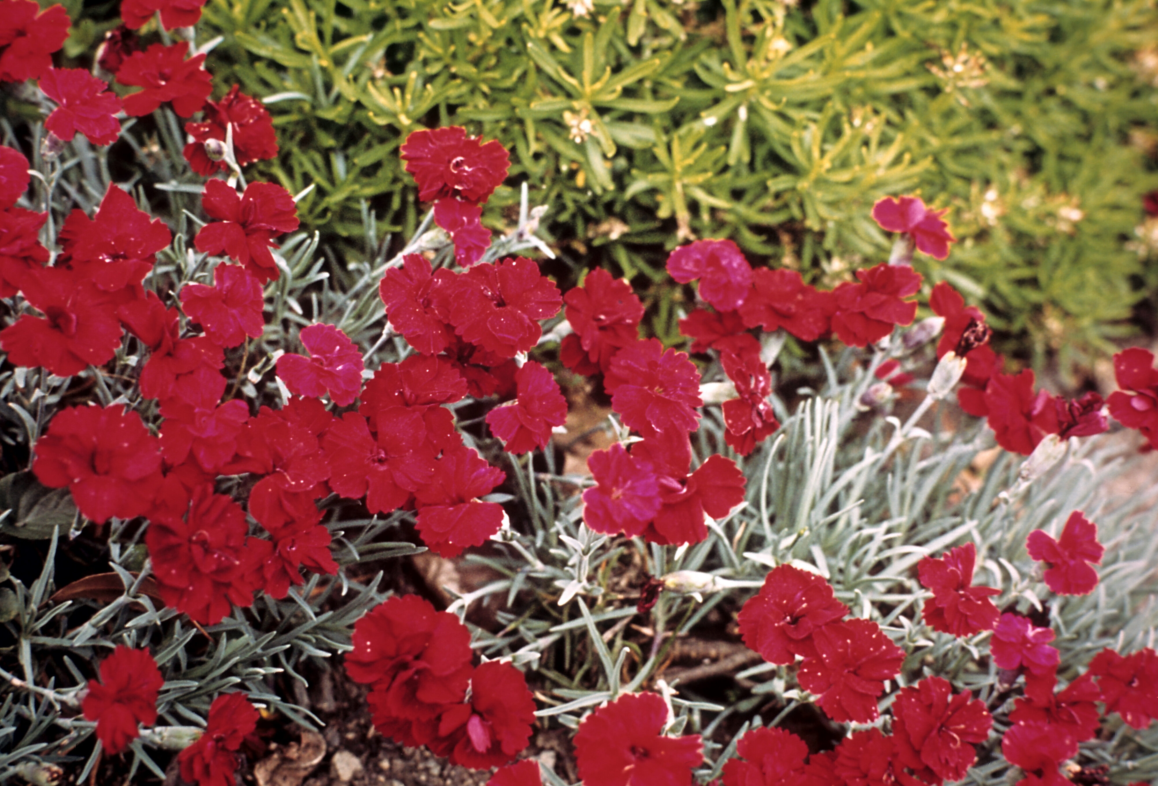Dianthus deltoides