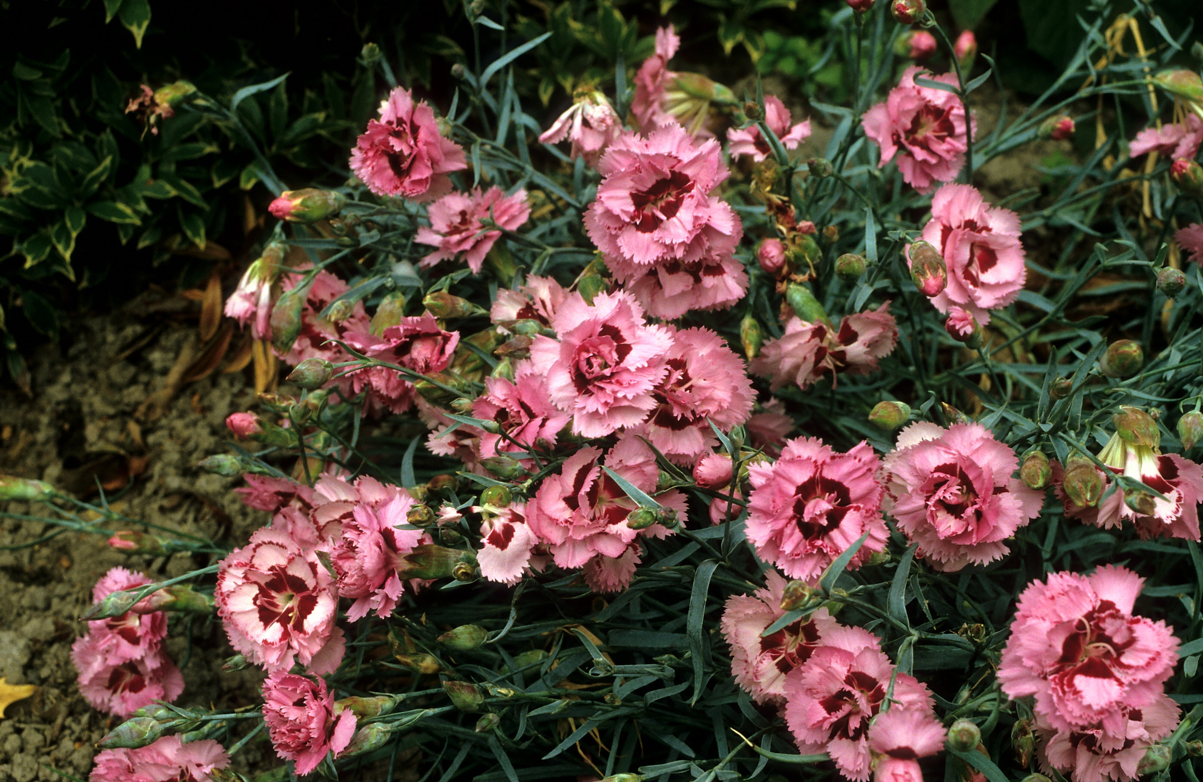 Dianthus 'Isolde'