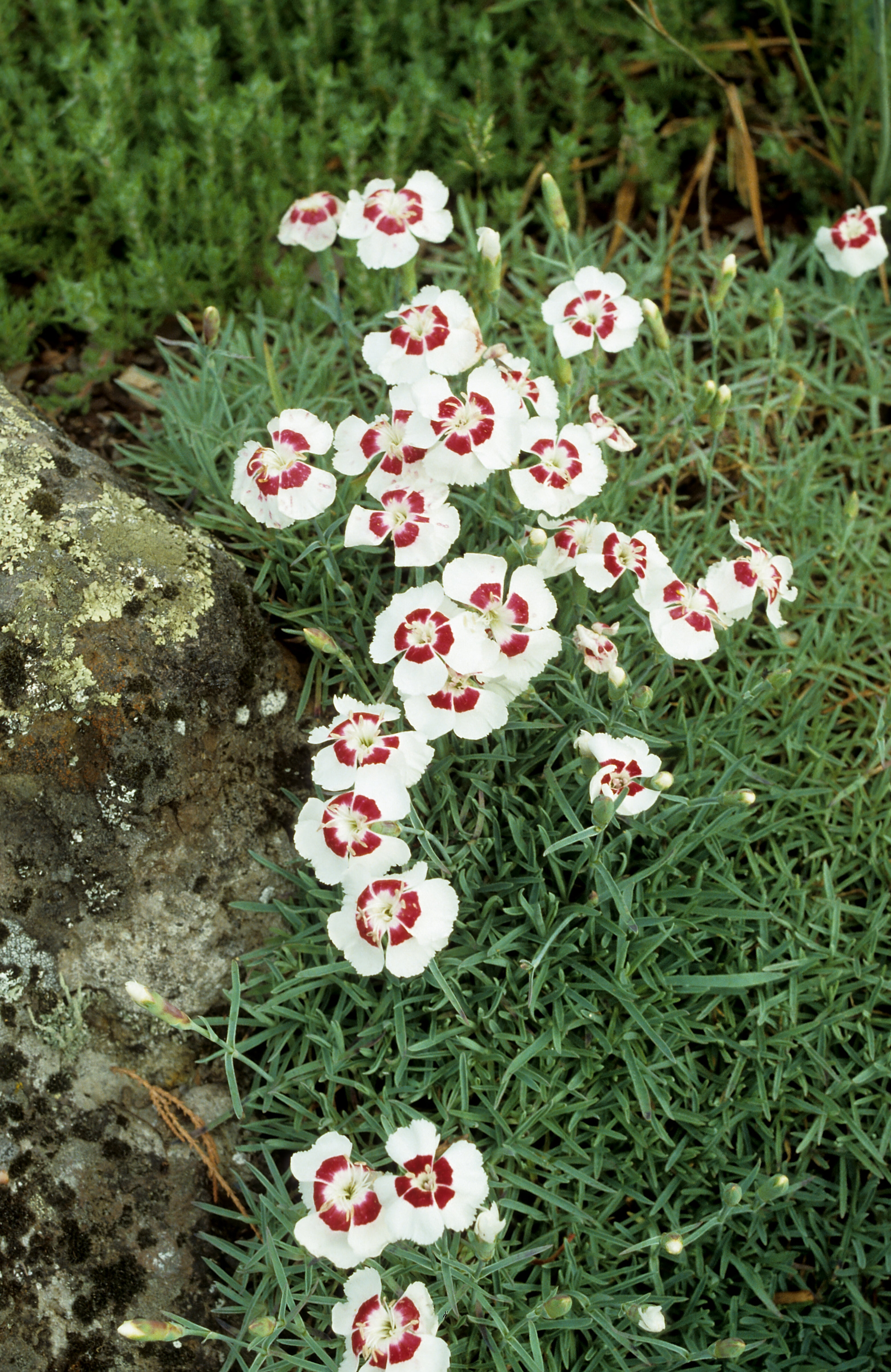 Dianthus Target