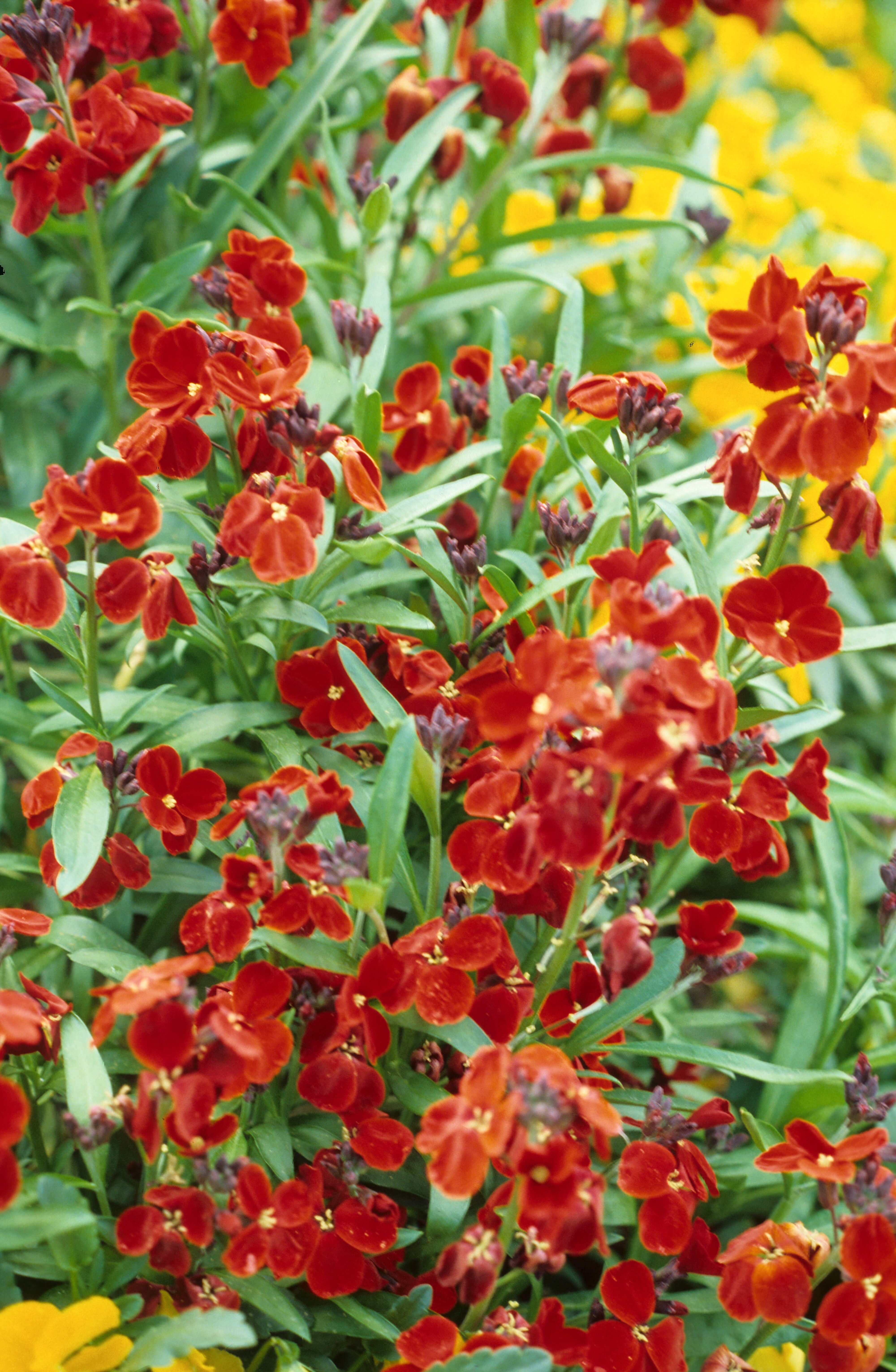 Erysimum cheiri