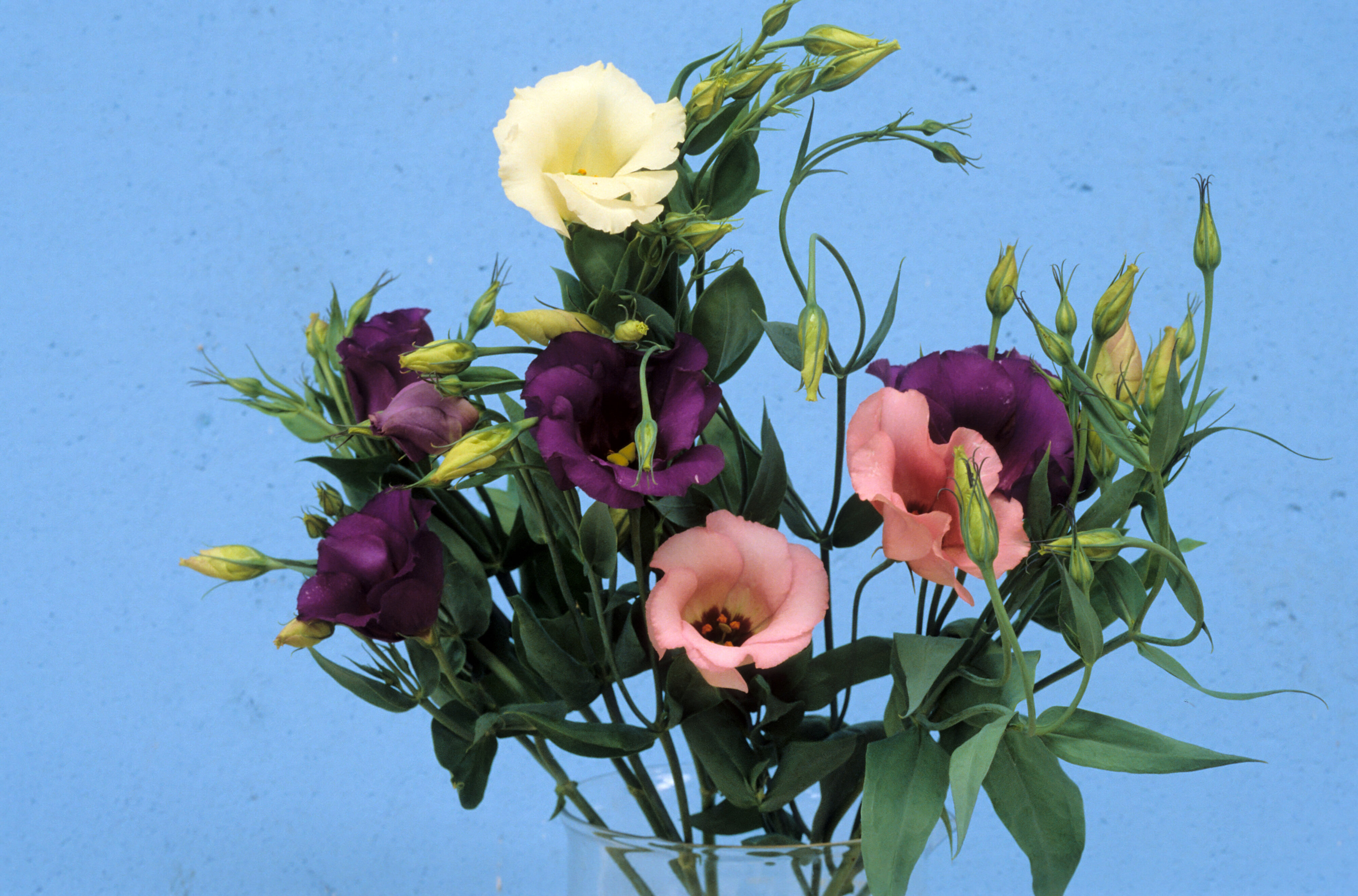 Eustoma grandiflorum