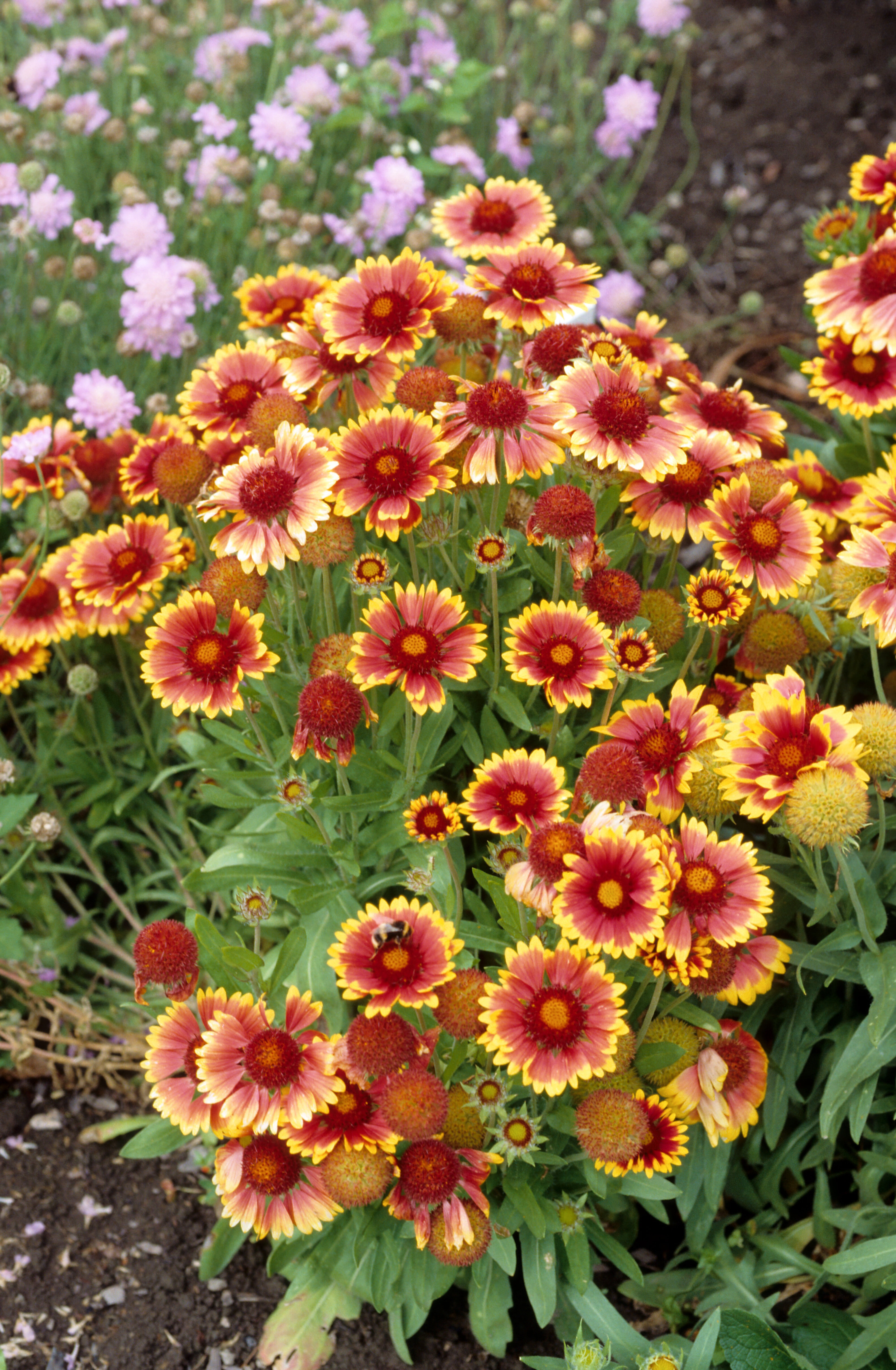 Gaillardia x grandiflora Goblin
