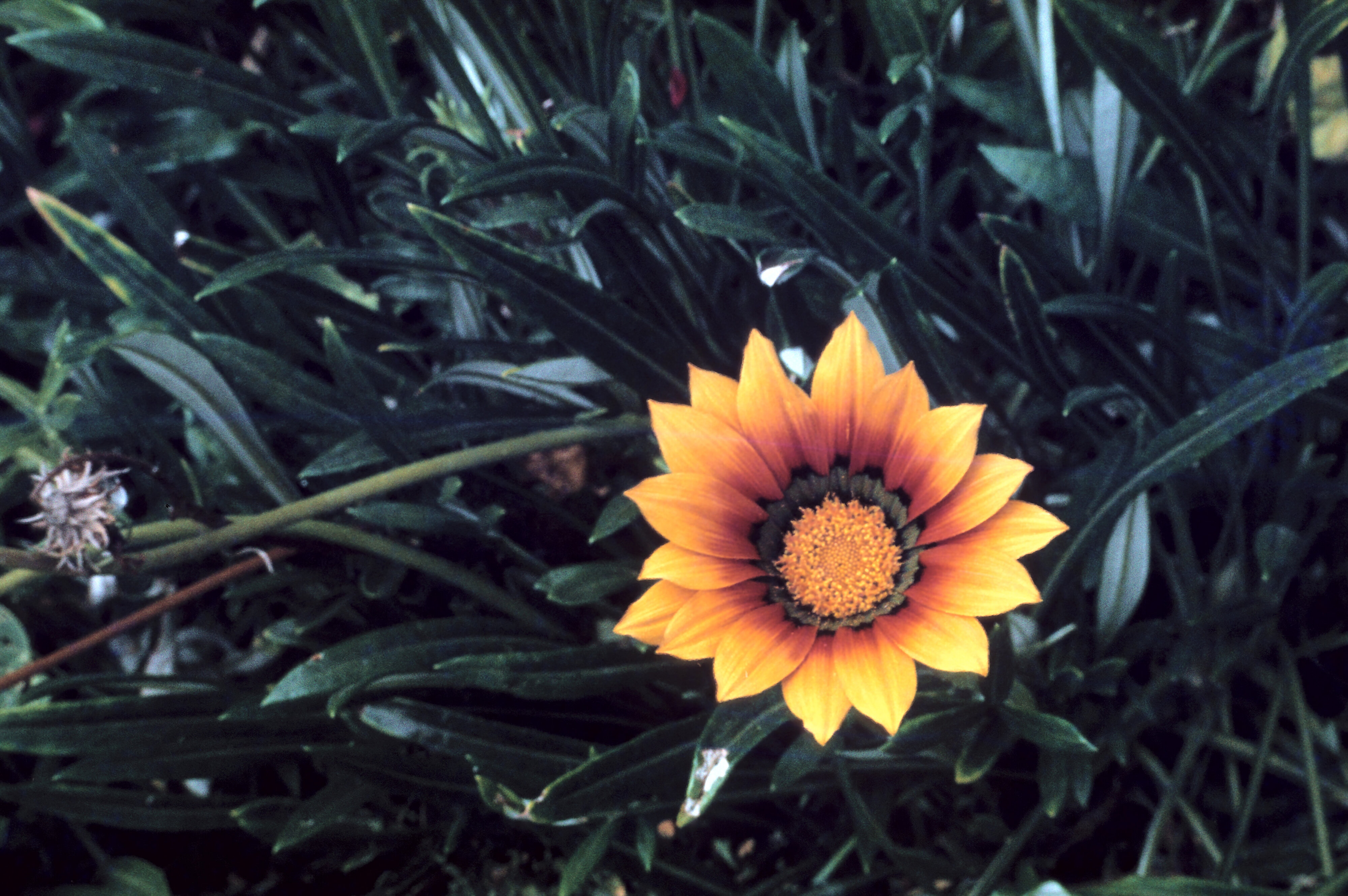 Gazania ringens