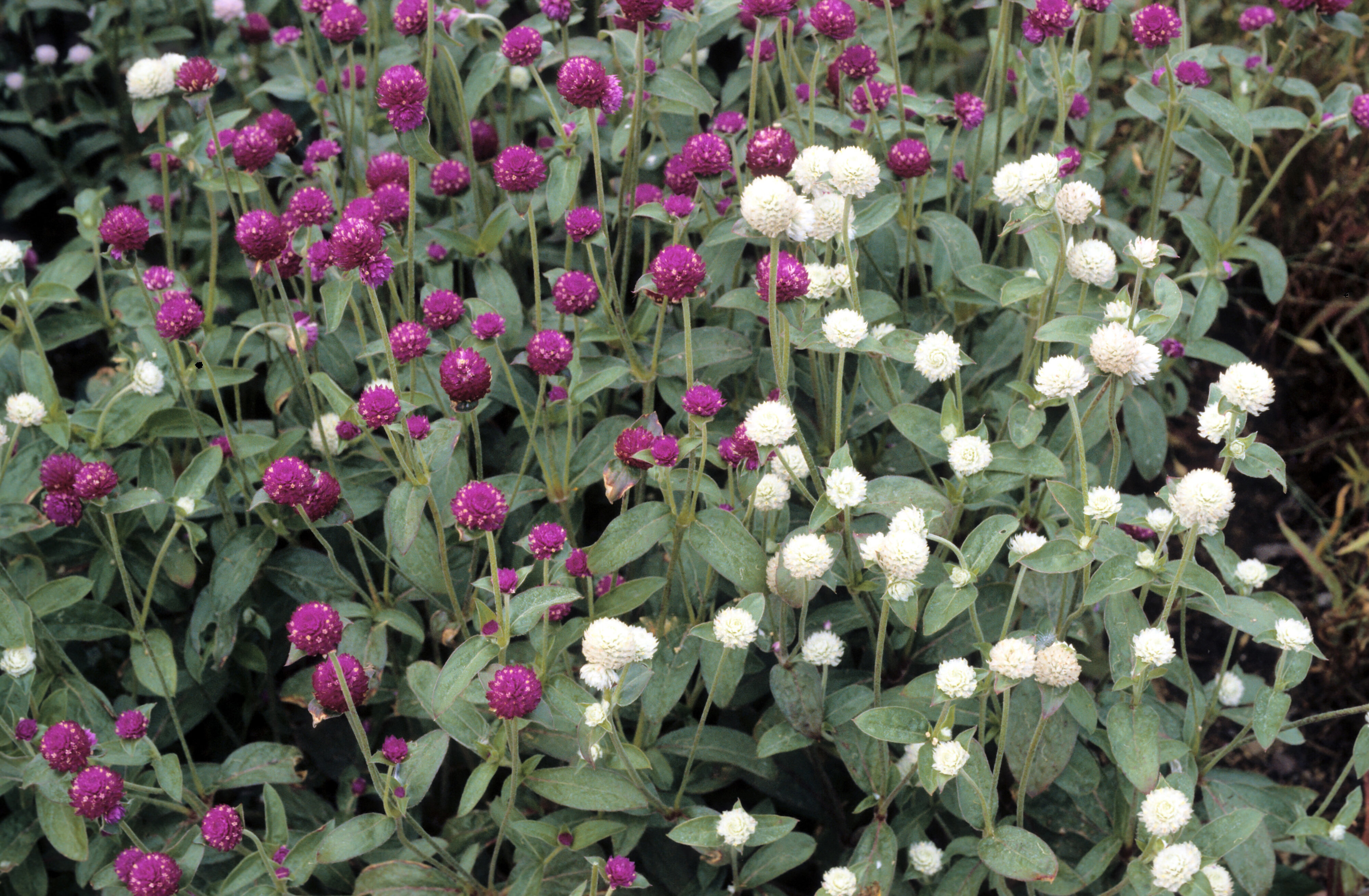 Gomphrena globosa
