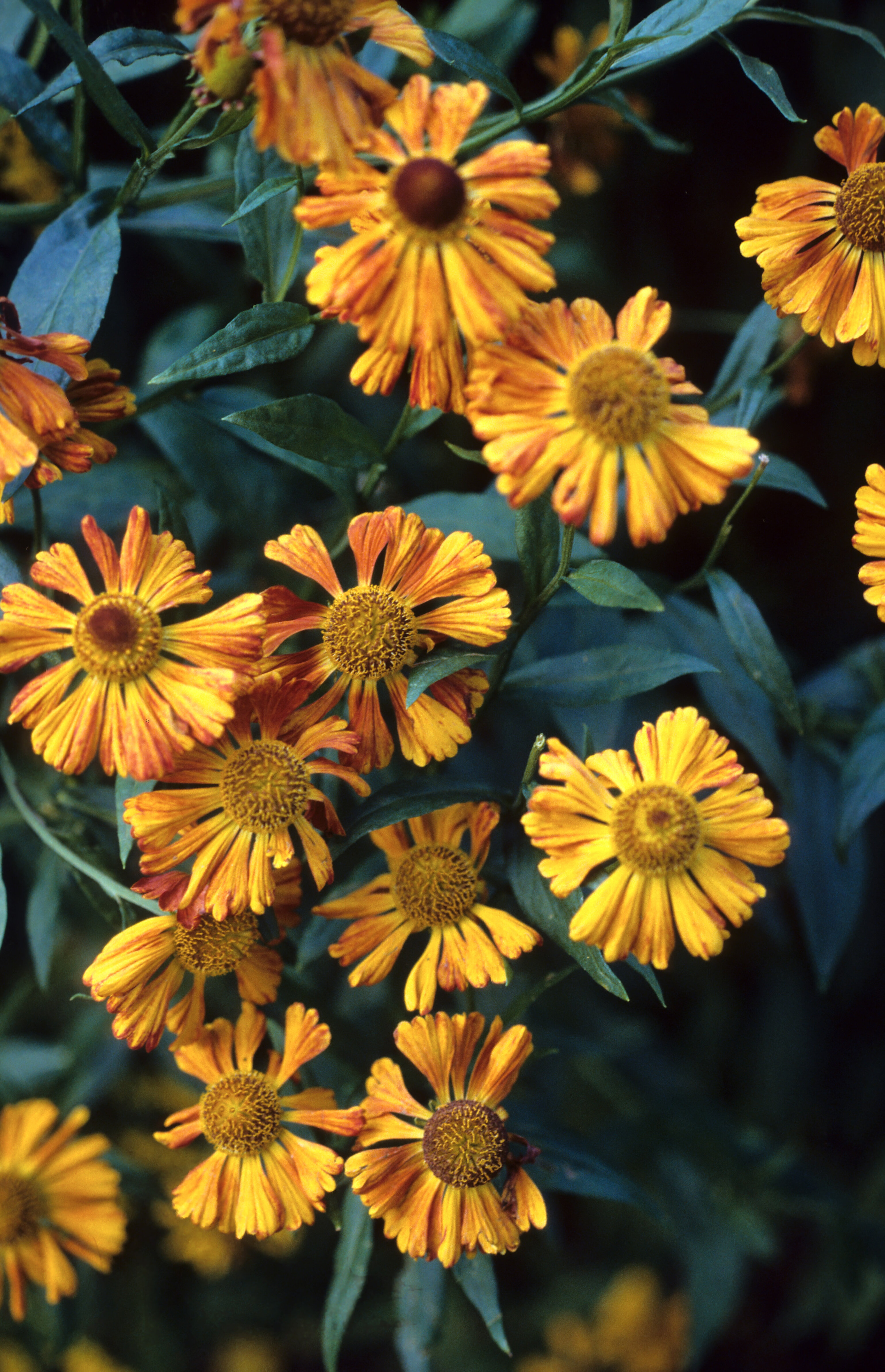 Helenium autumnale 'Riverton Gem'