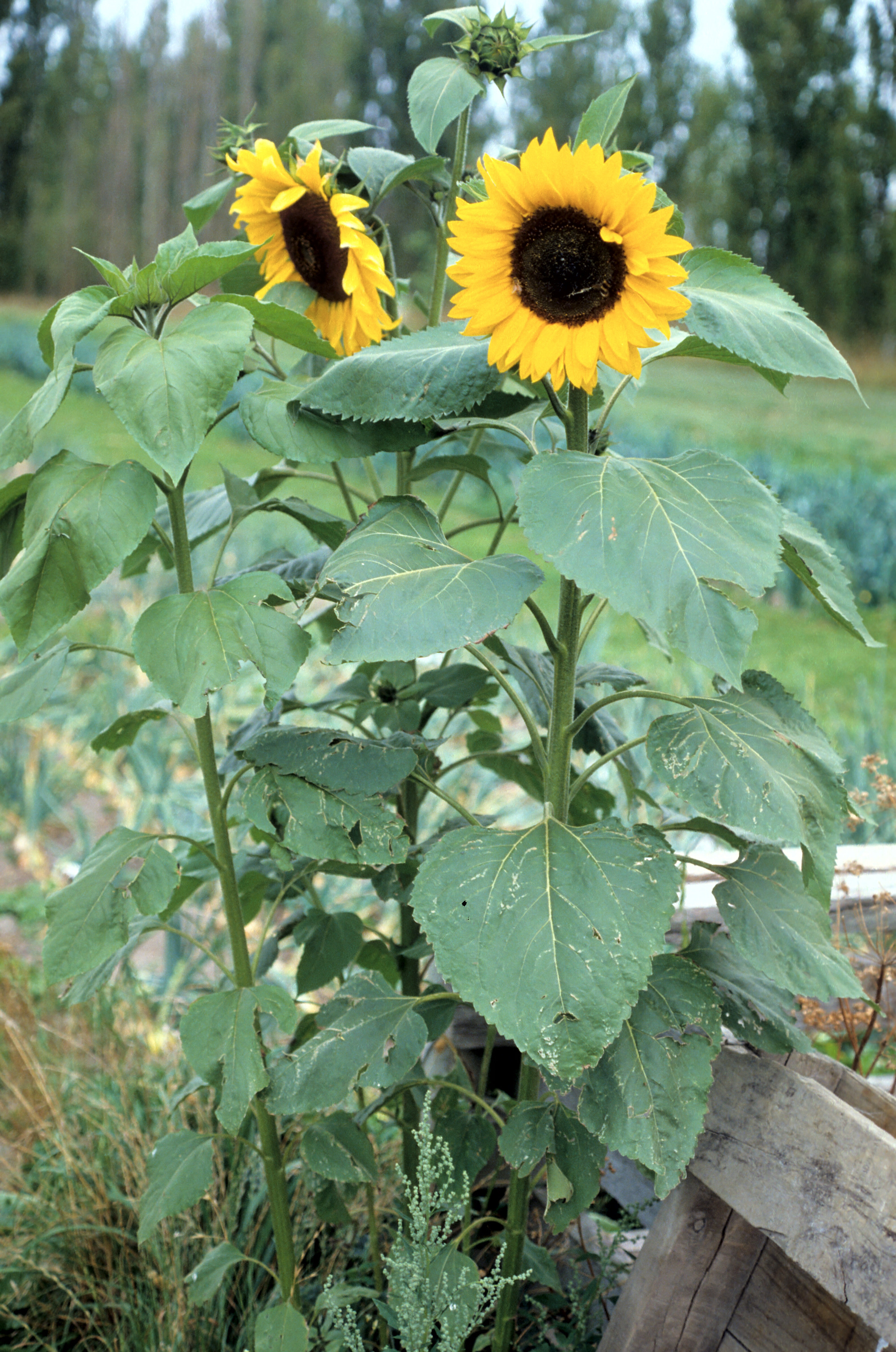 Helianthus annuus