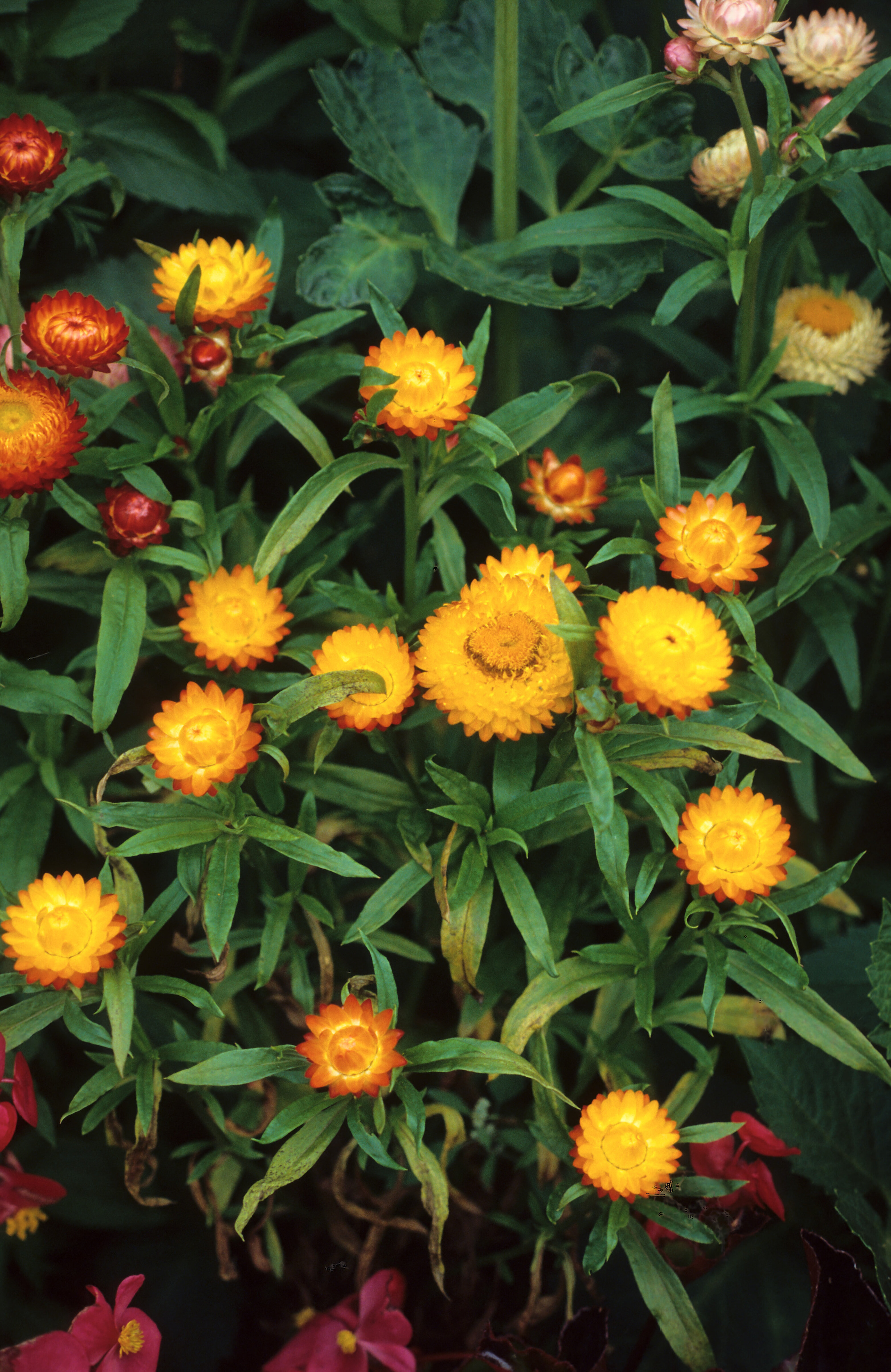 Helichrysum bracteatum
