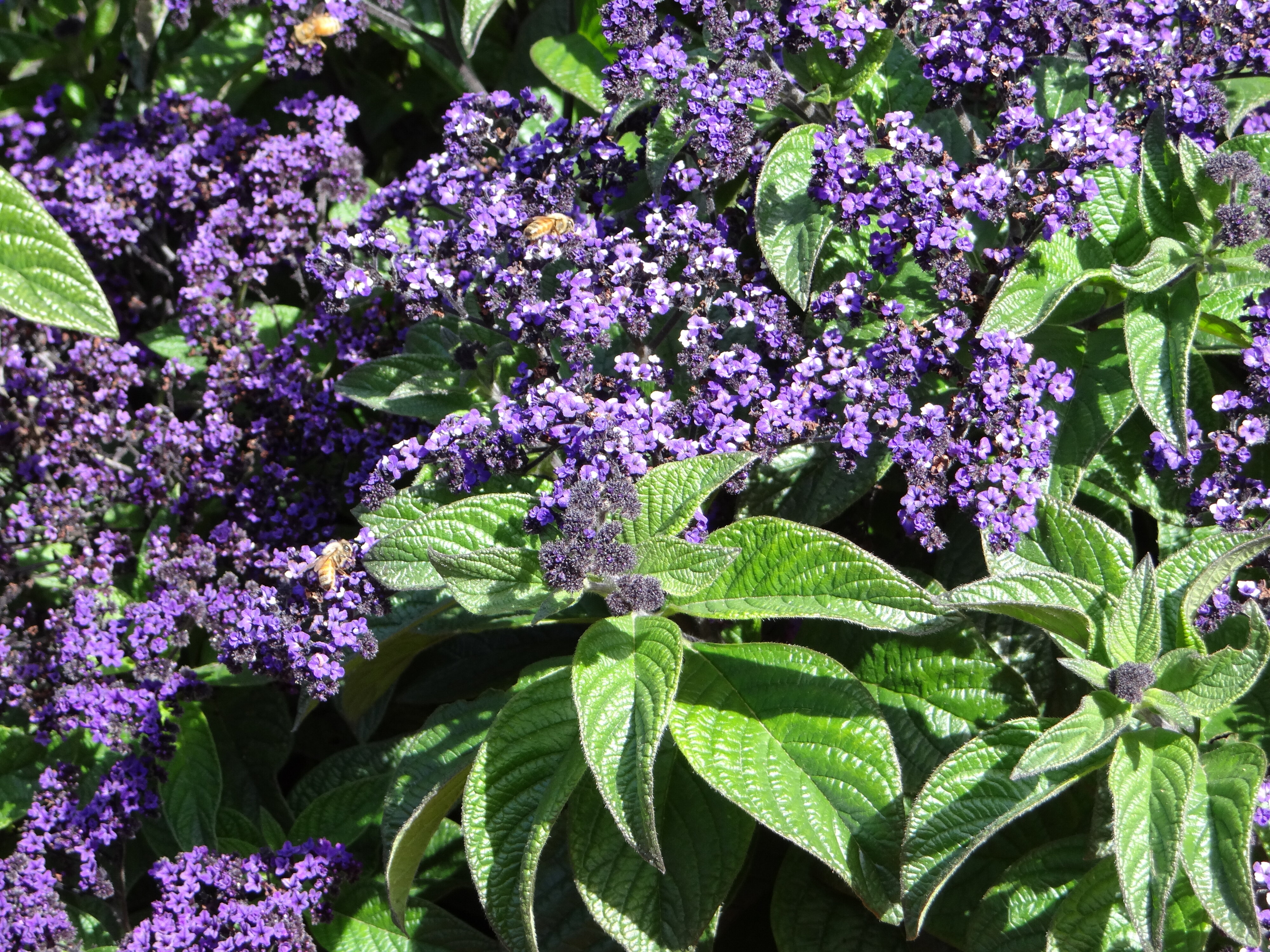Heliotropium arborescens