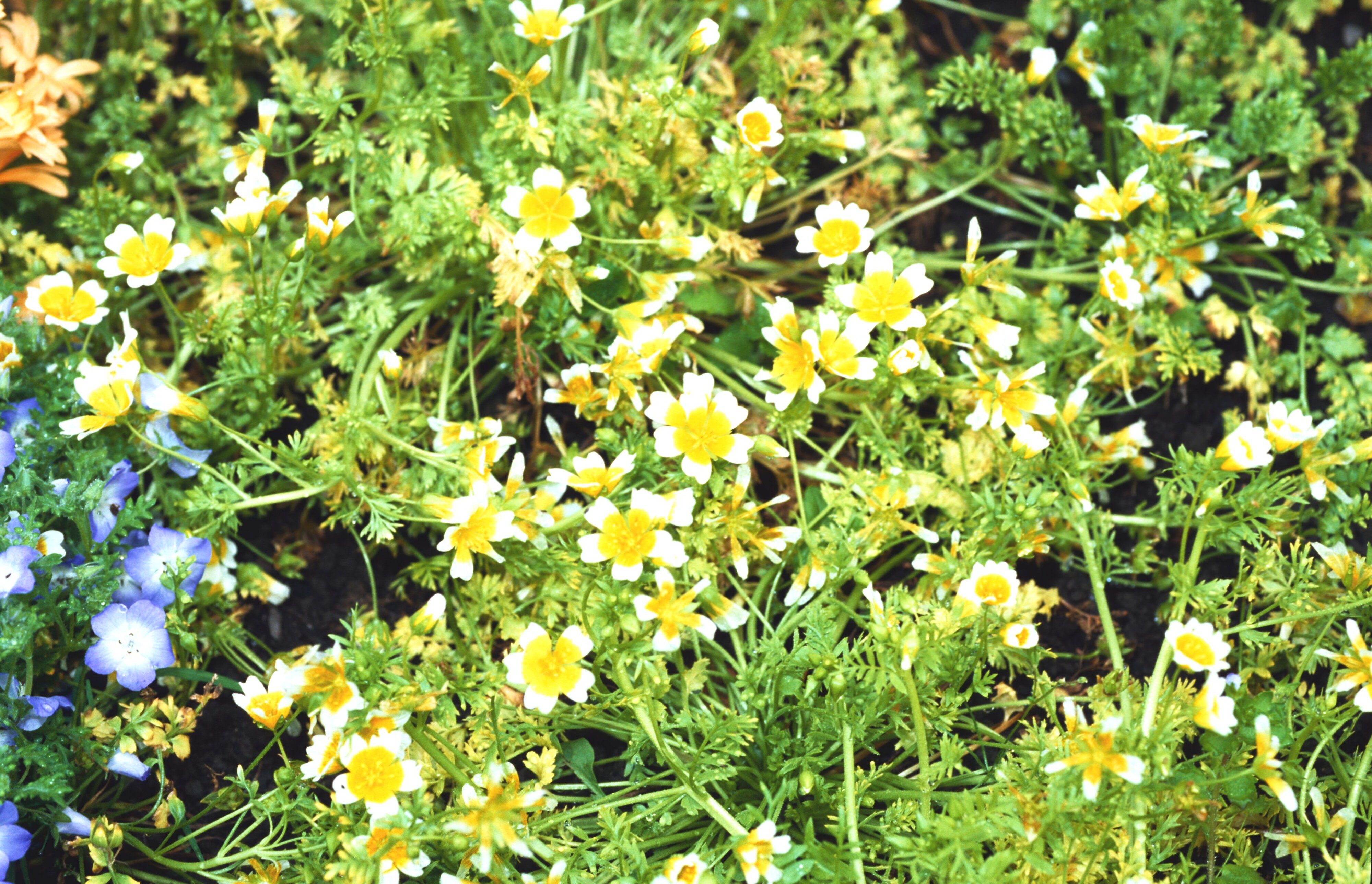 Limnanthes douglasii