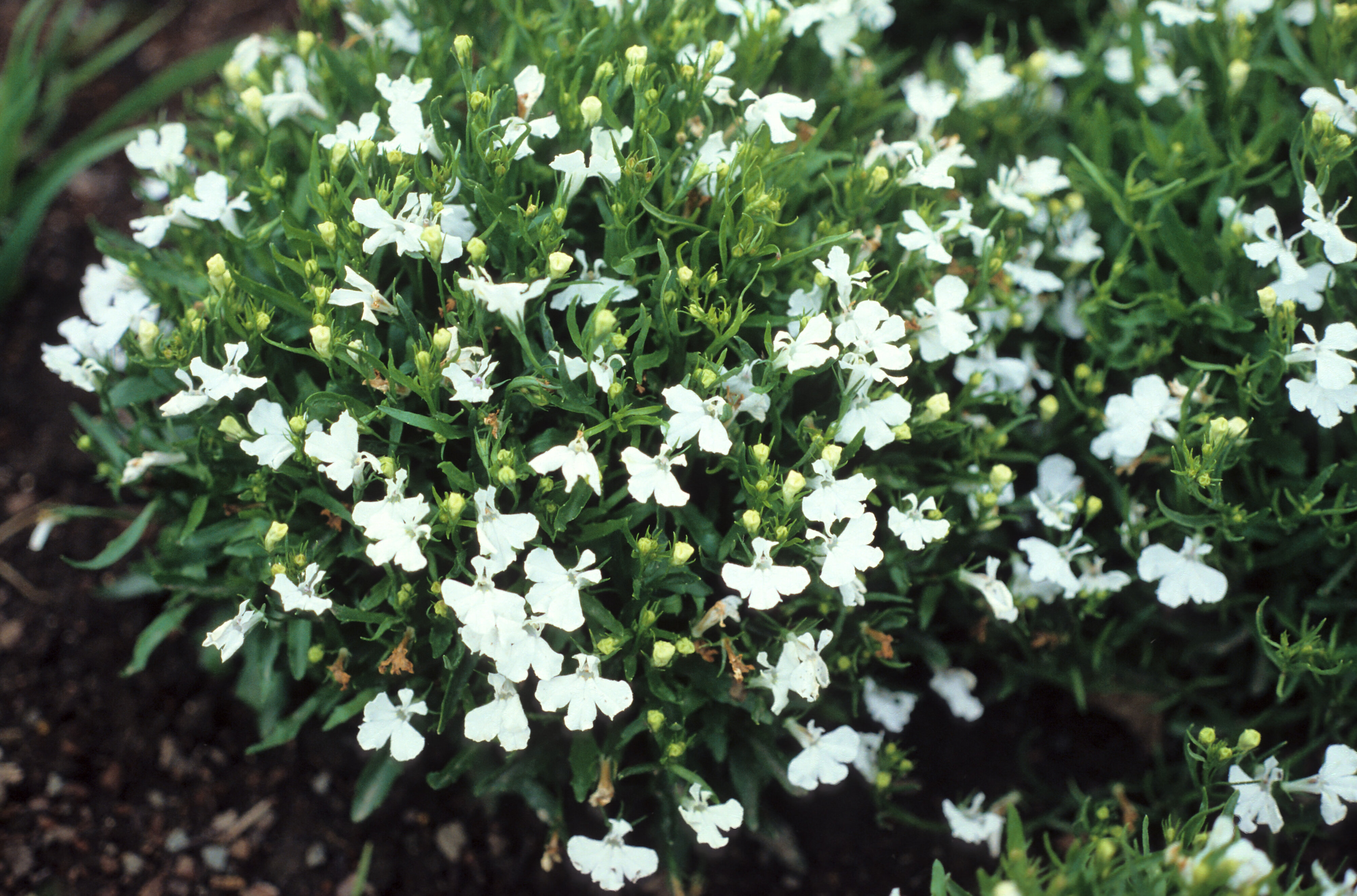 Lobelia erinus Snowball