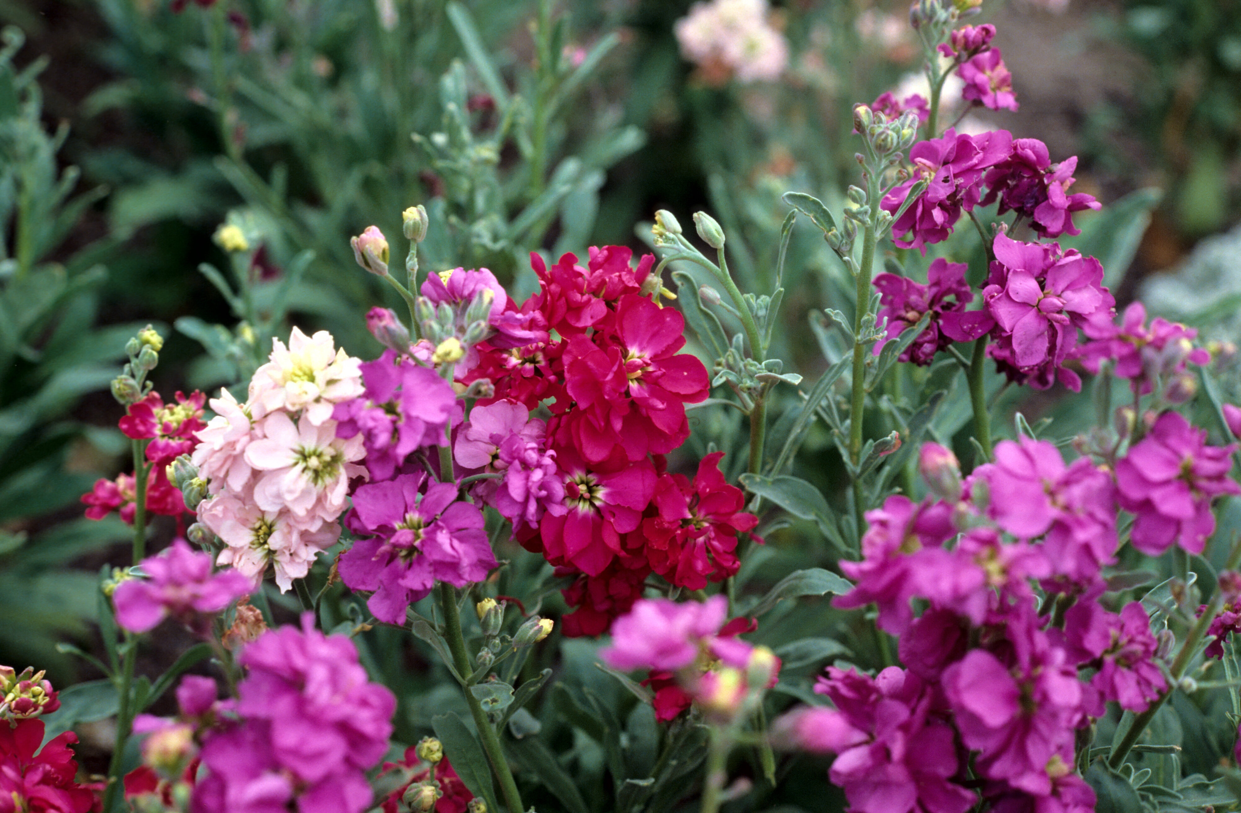 Matthiola incana