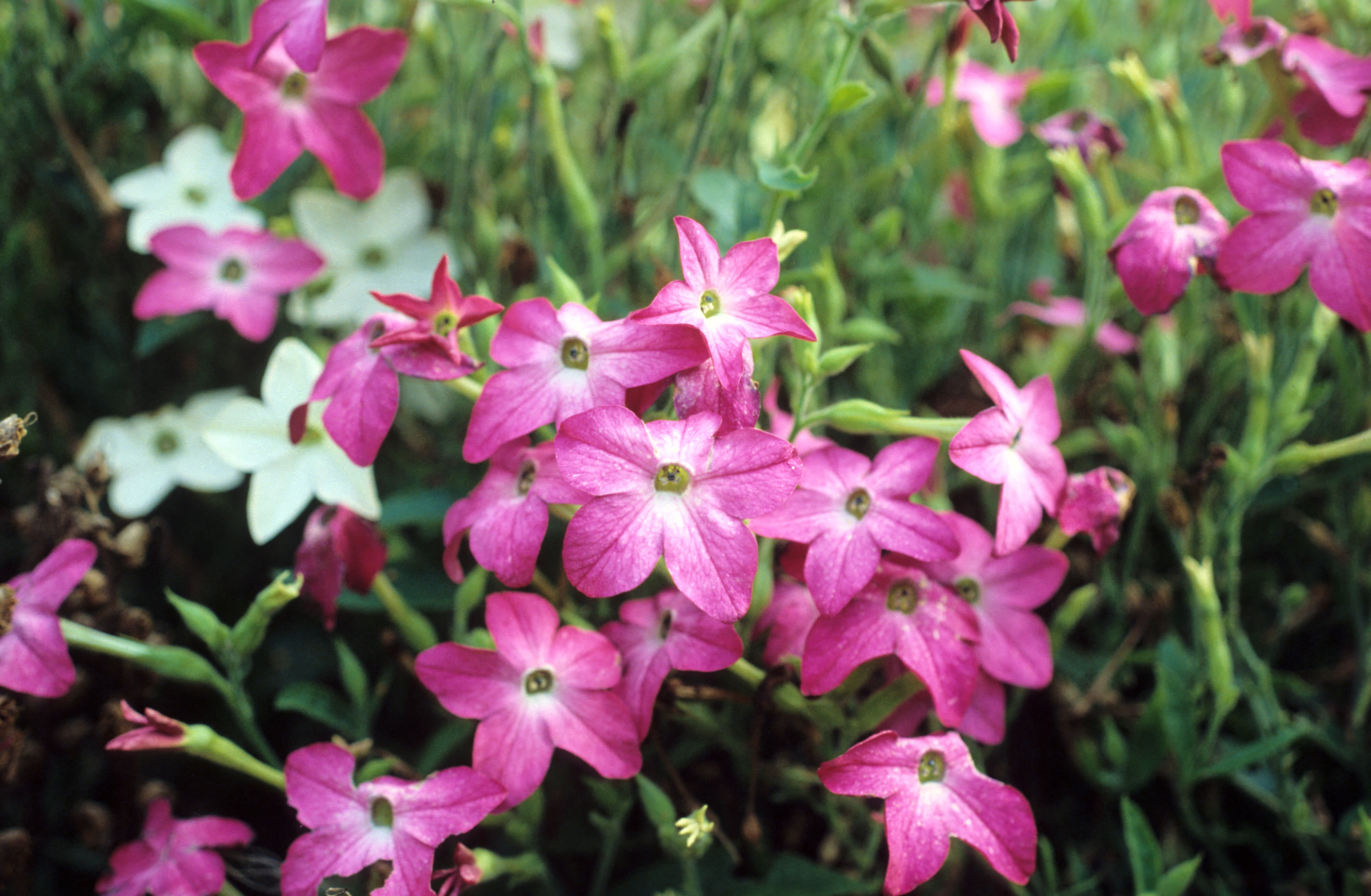 Nicotiana alata