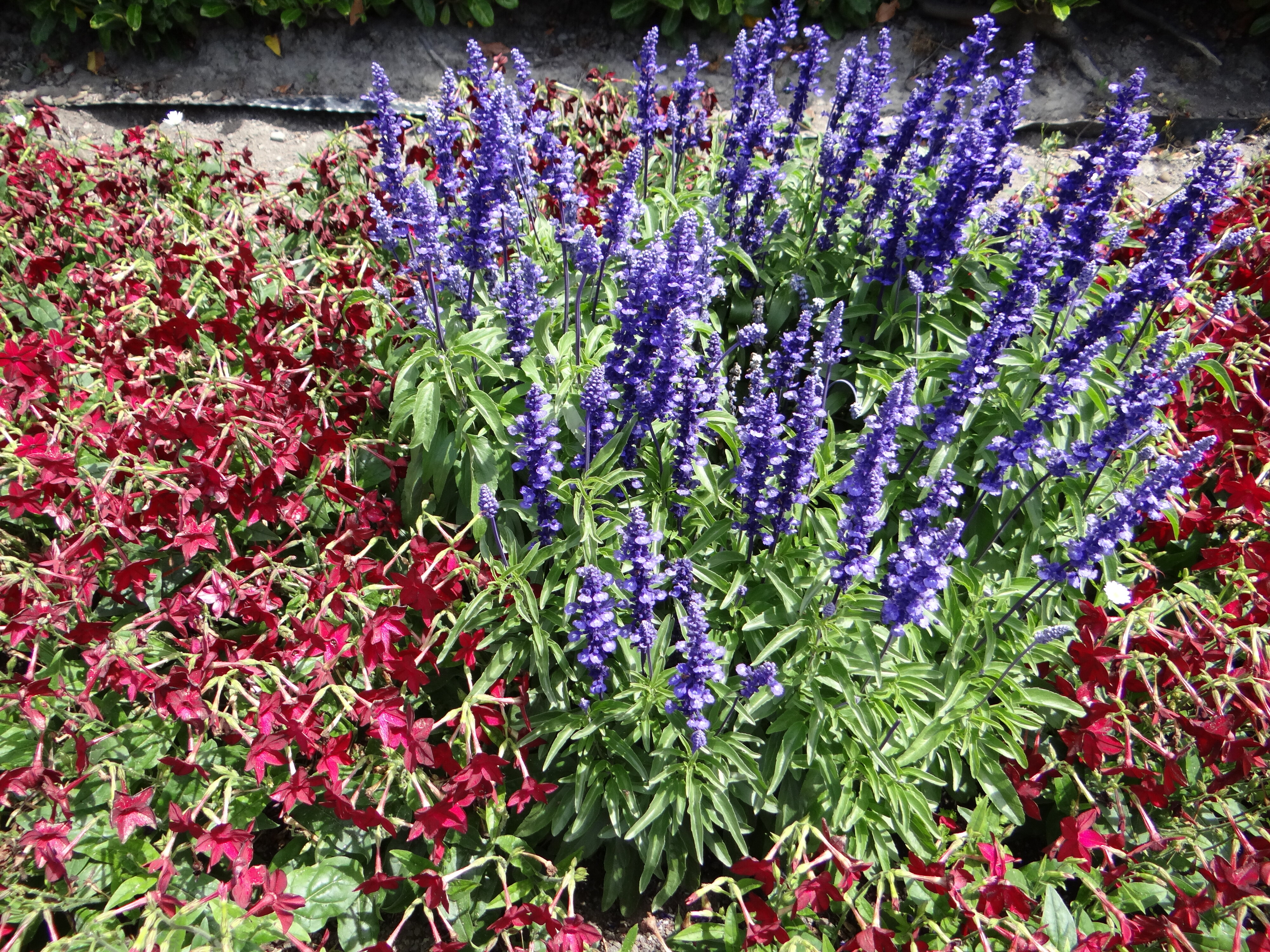 Nicotiana and Salvia at Mona Vale 1