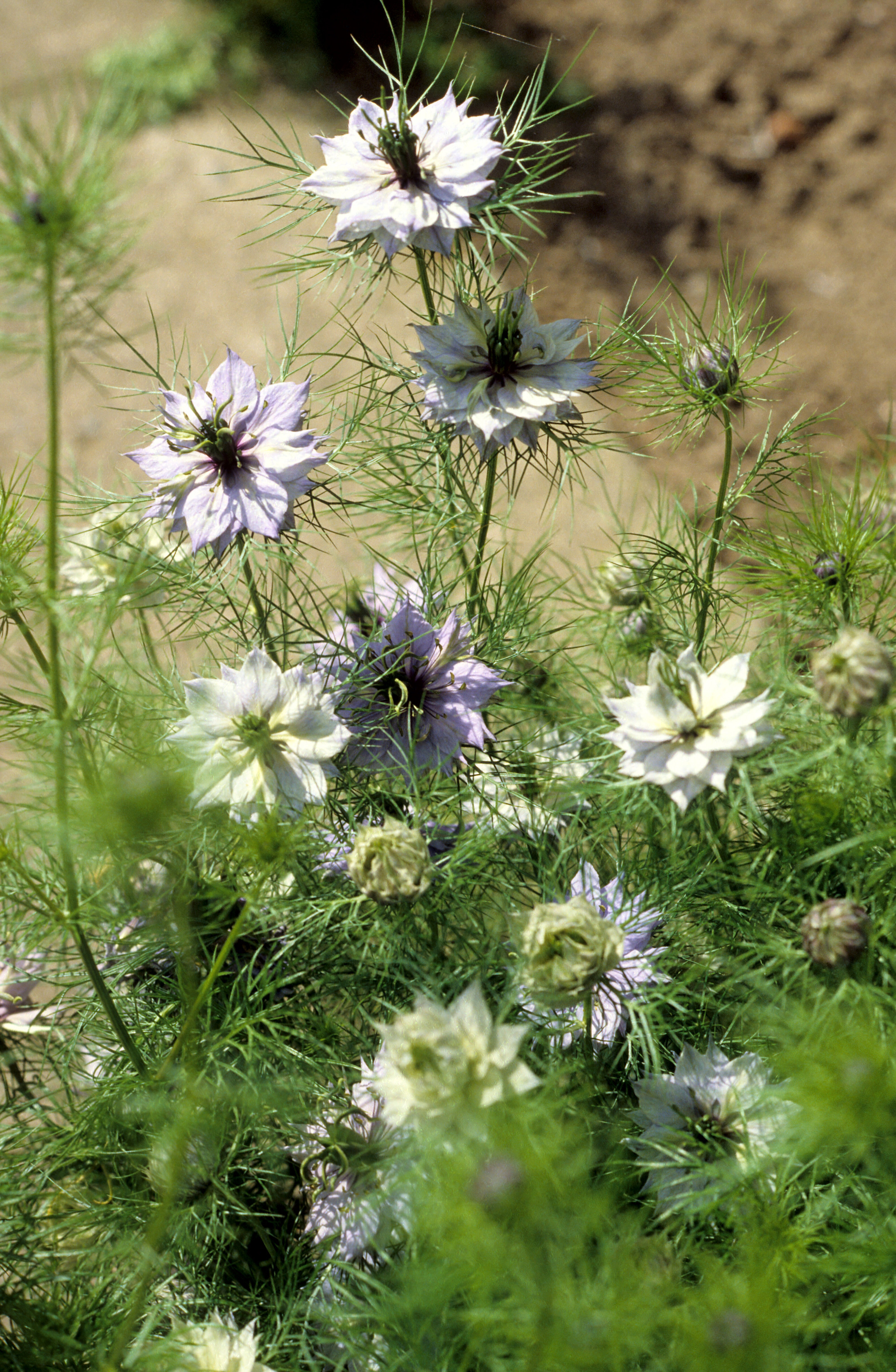 Nigella damascena