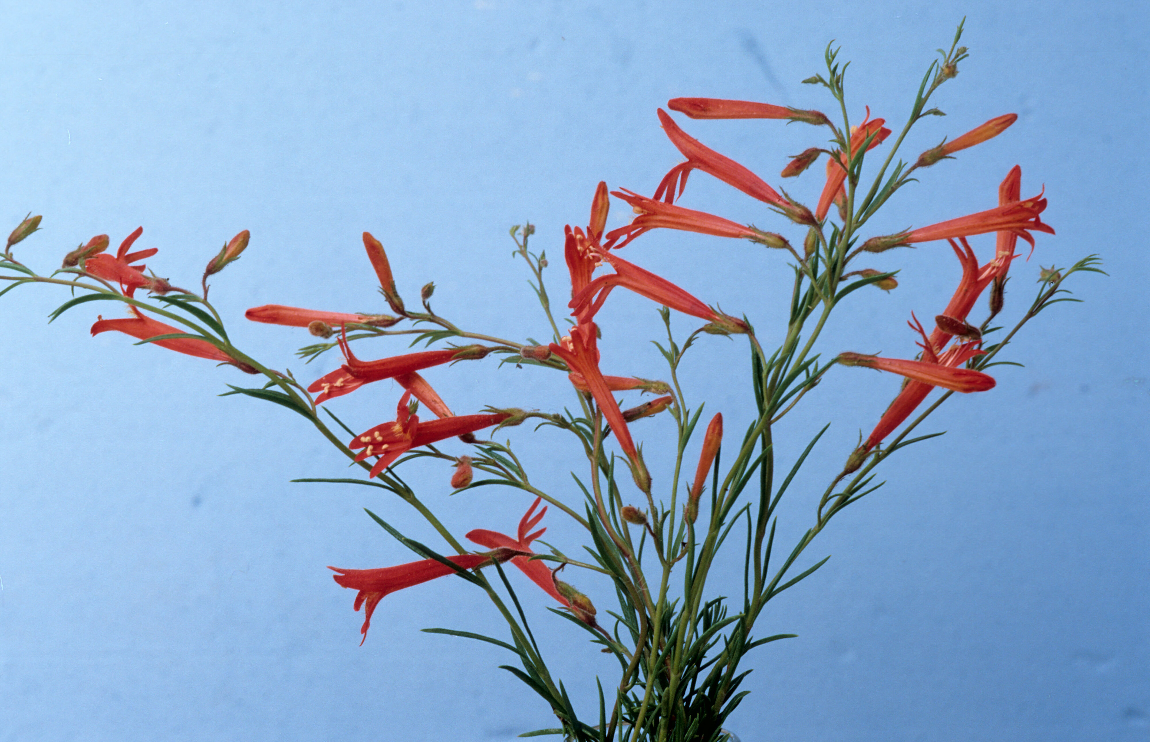 Penstemon pinifolius