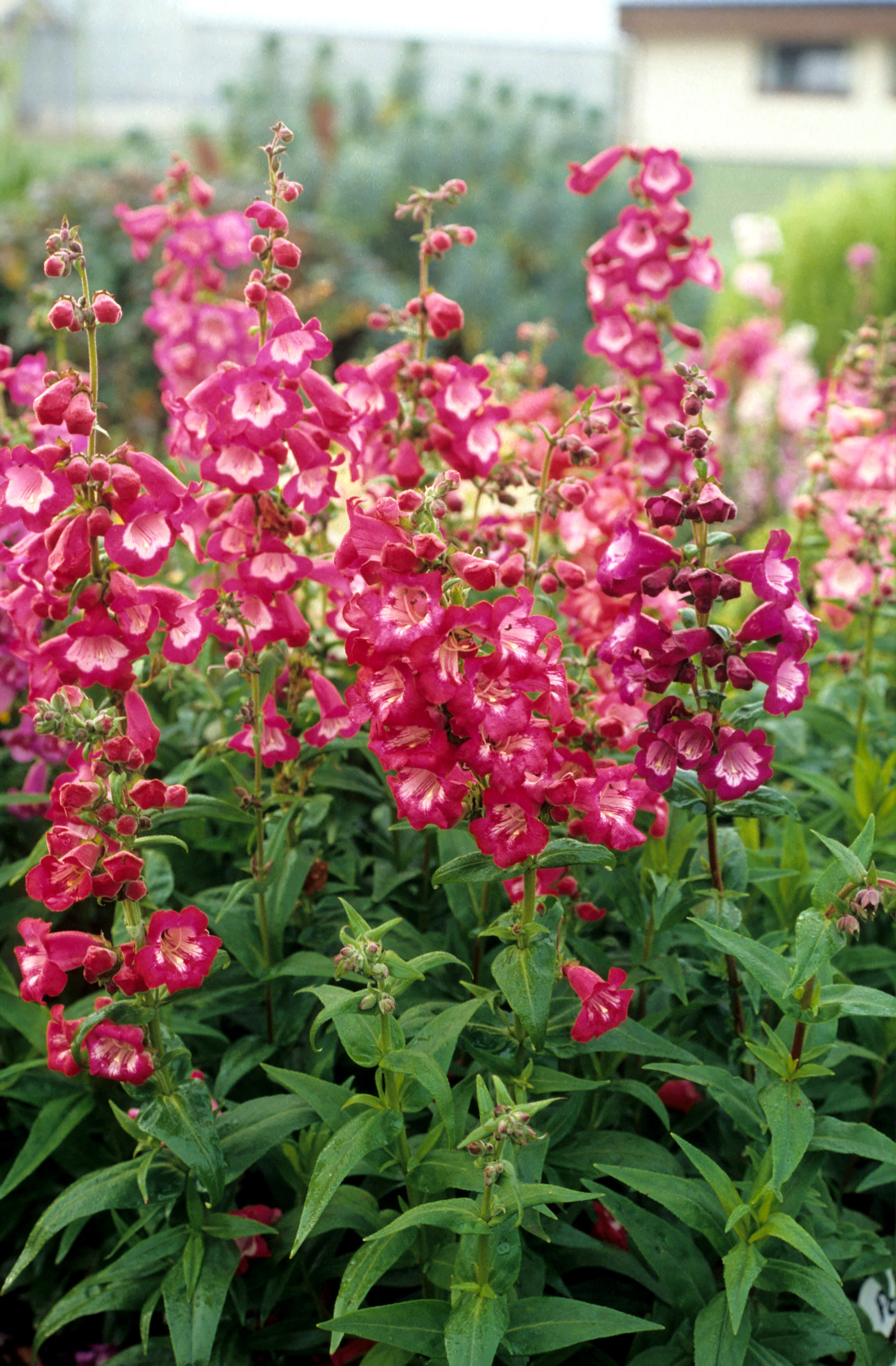 Penstemon