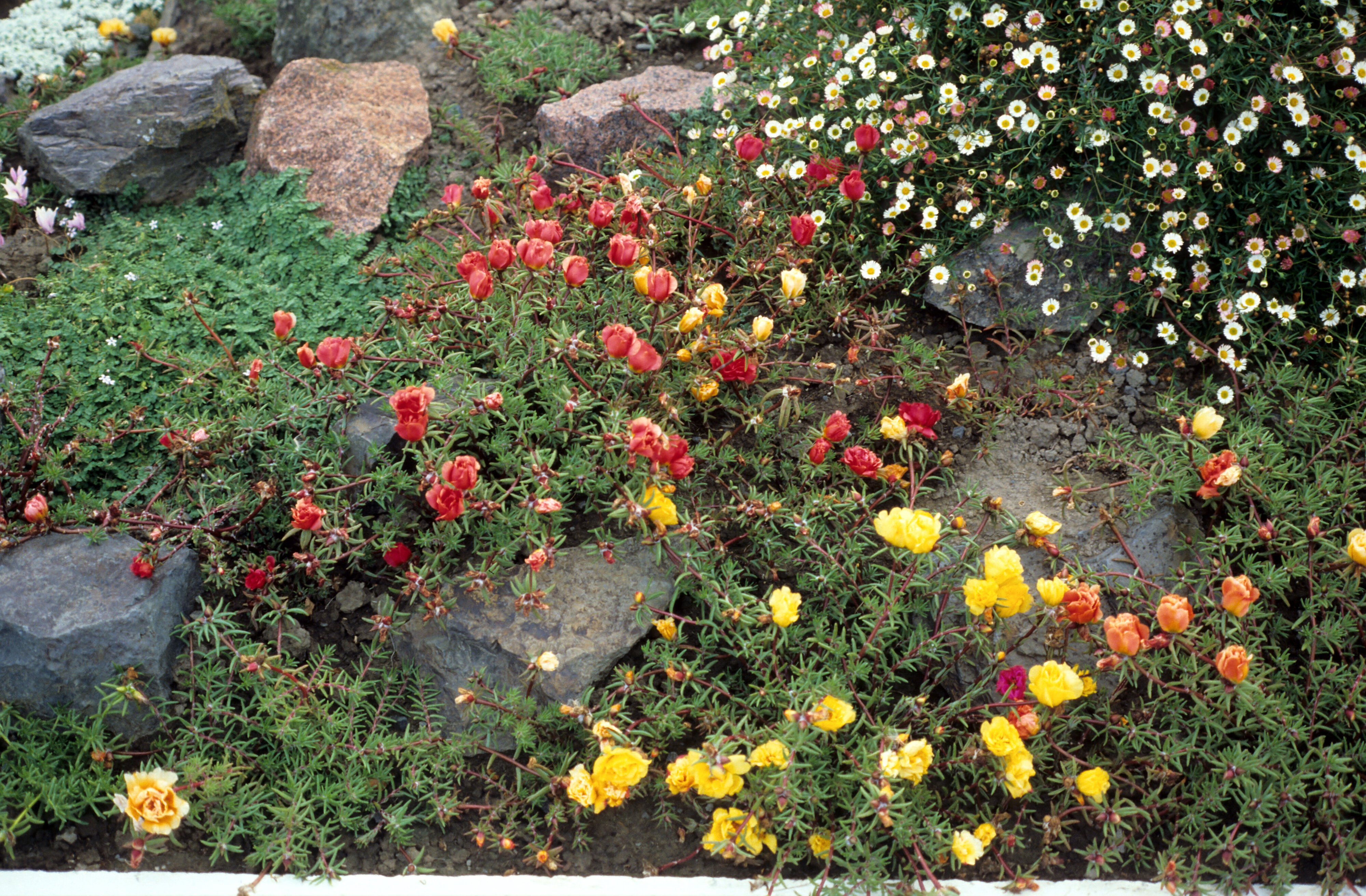 Portulaca grandiflora