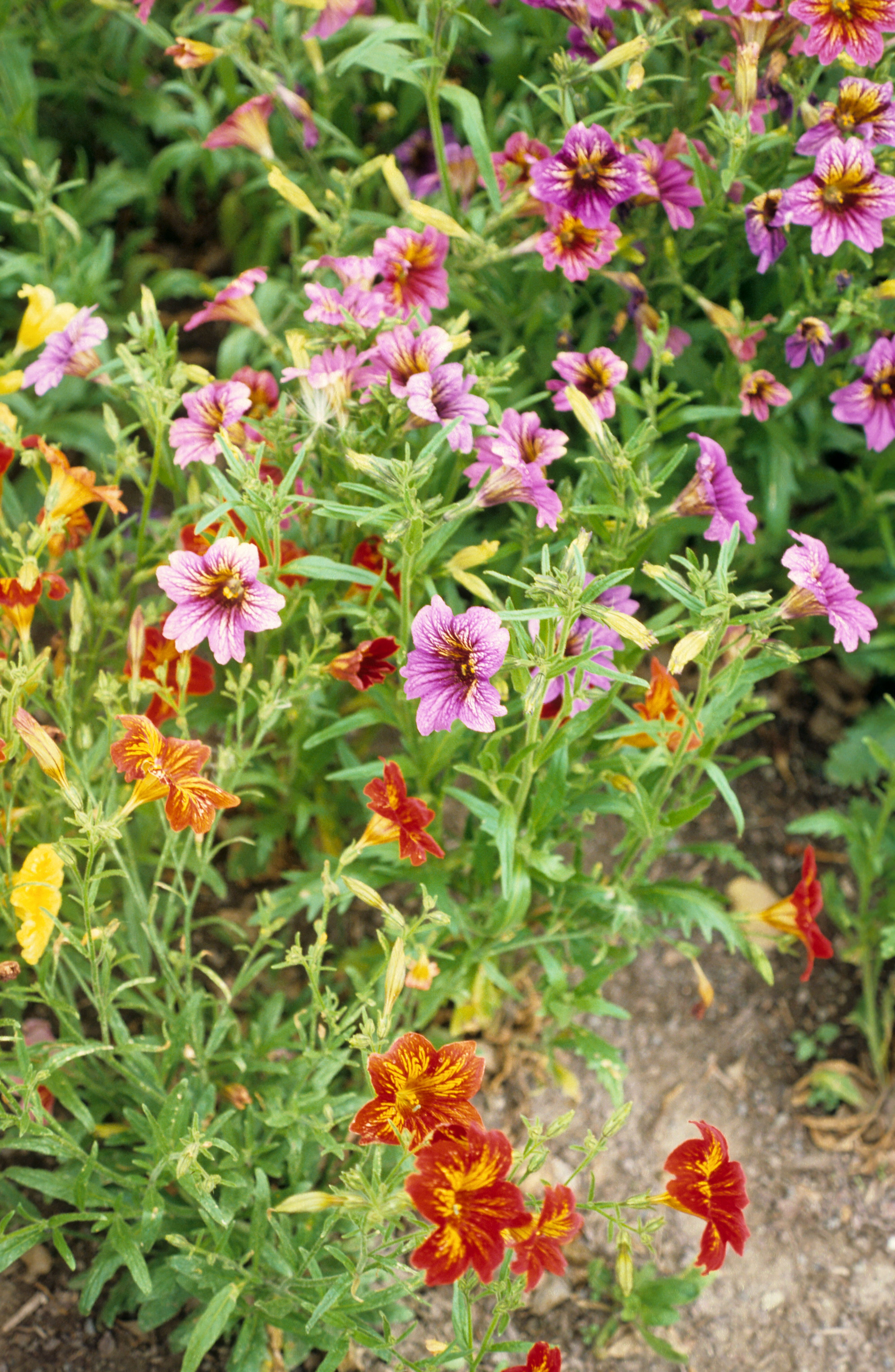 Salpiglossis sinuata Painted Lady 1