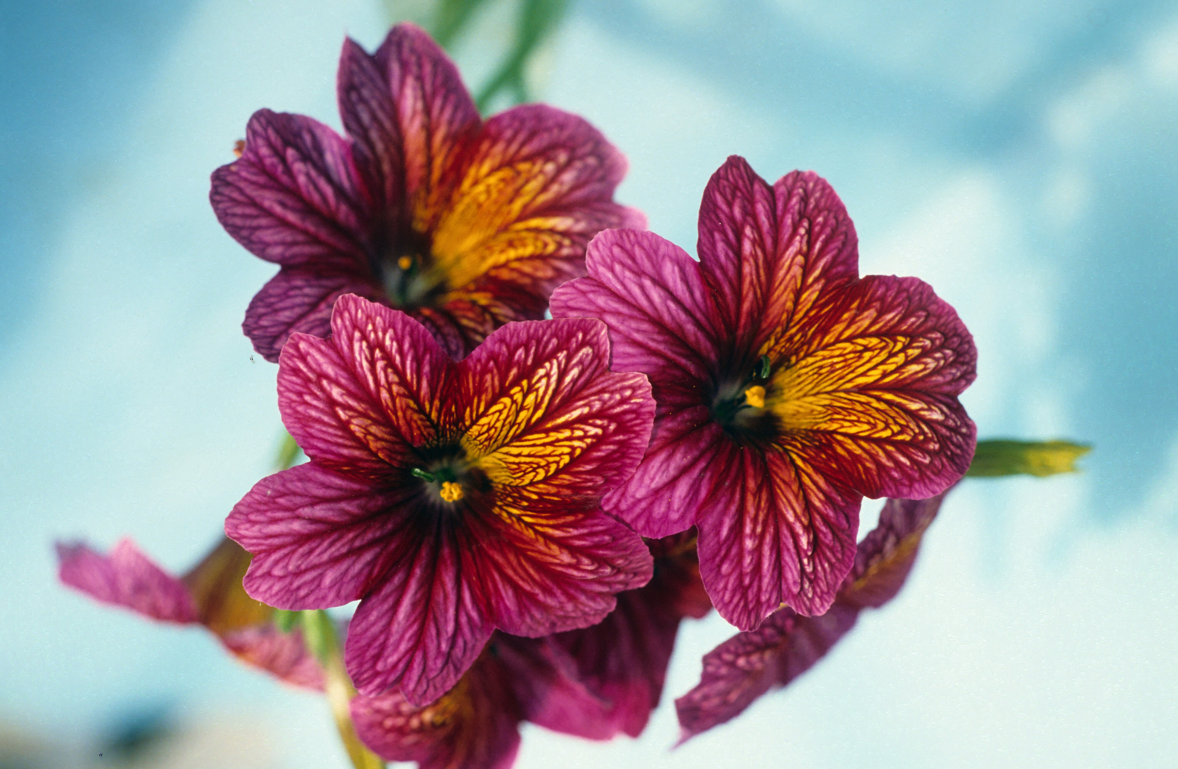 Salpiglossis sinuata Painted Lady 2
