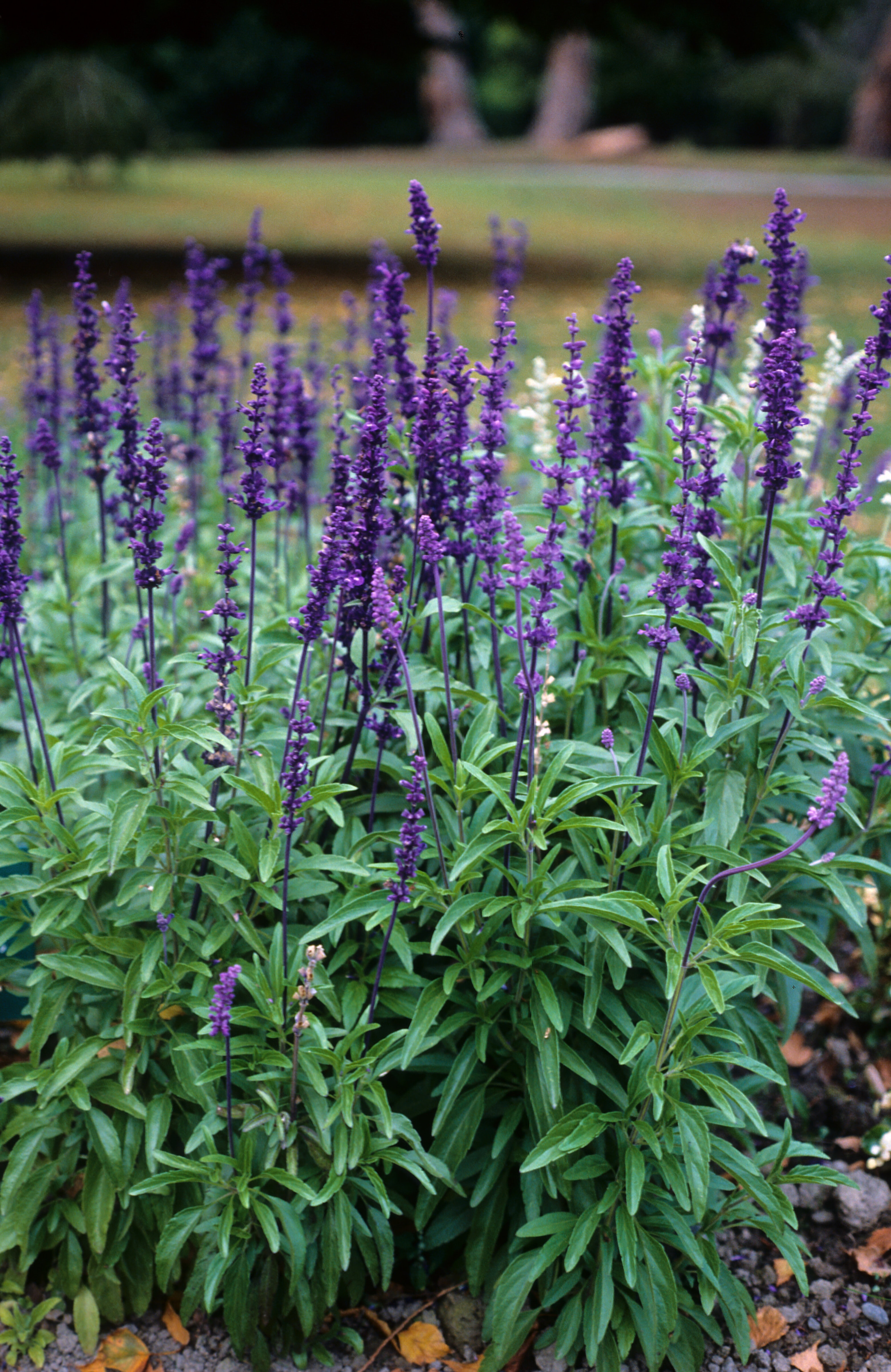 Salvia farinacea