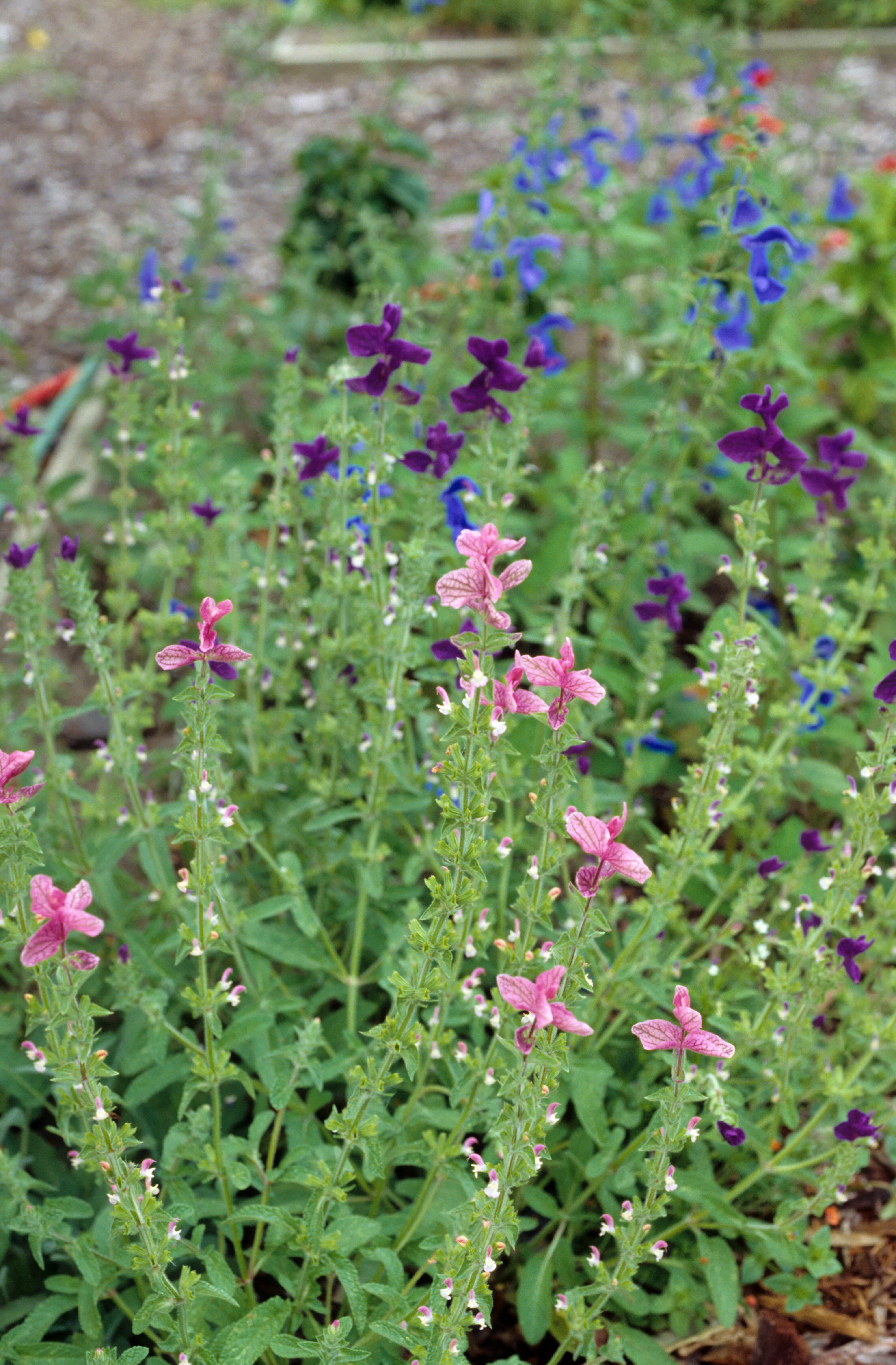 Salvia horminum
