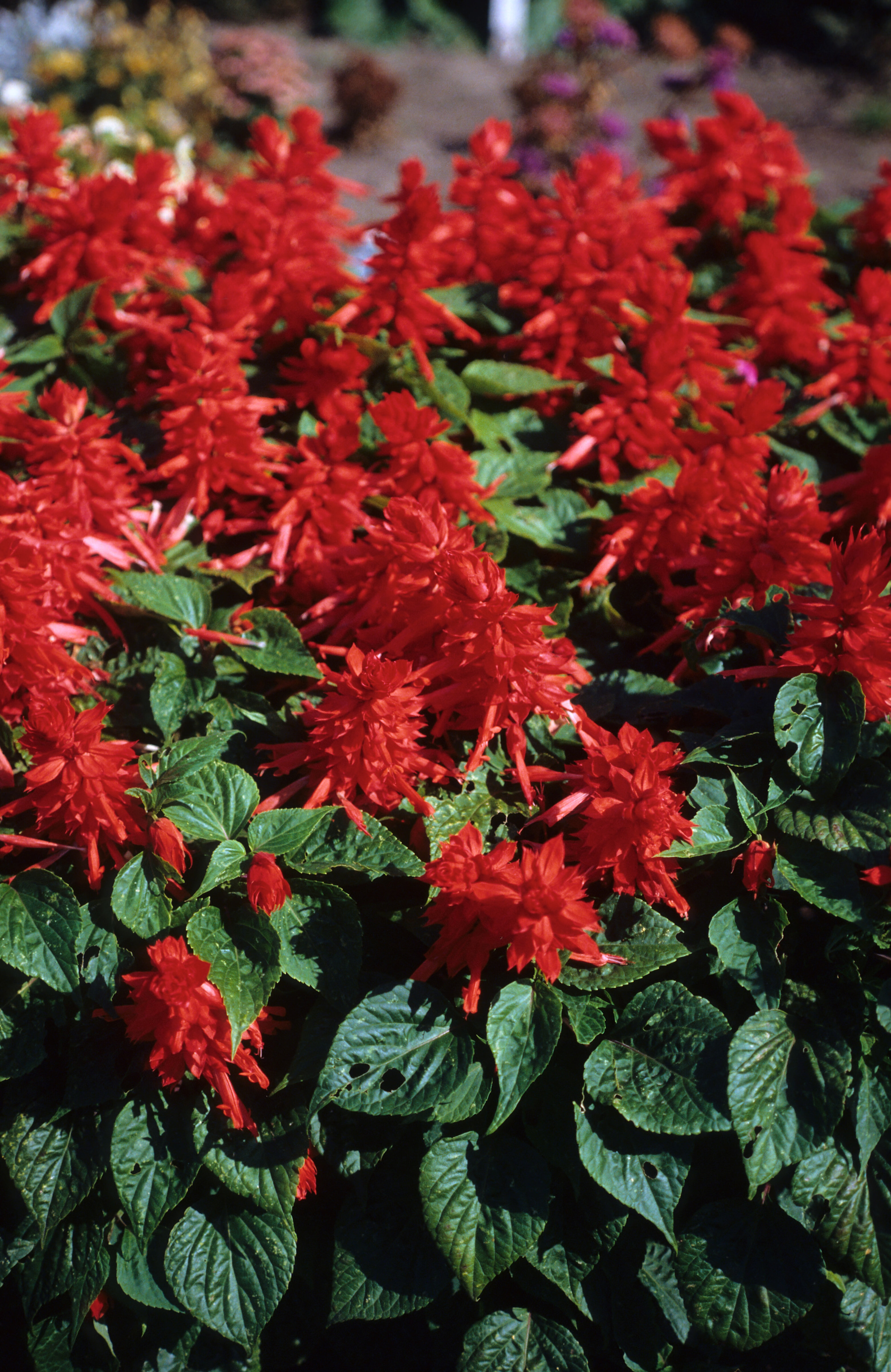 Salvia splendens Bonfire