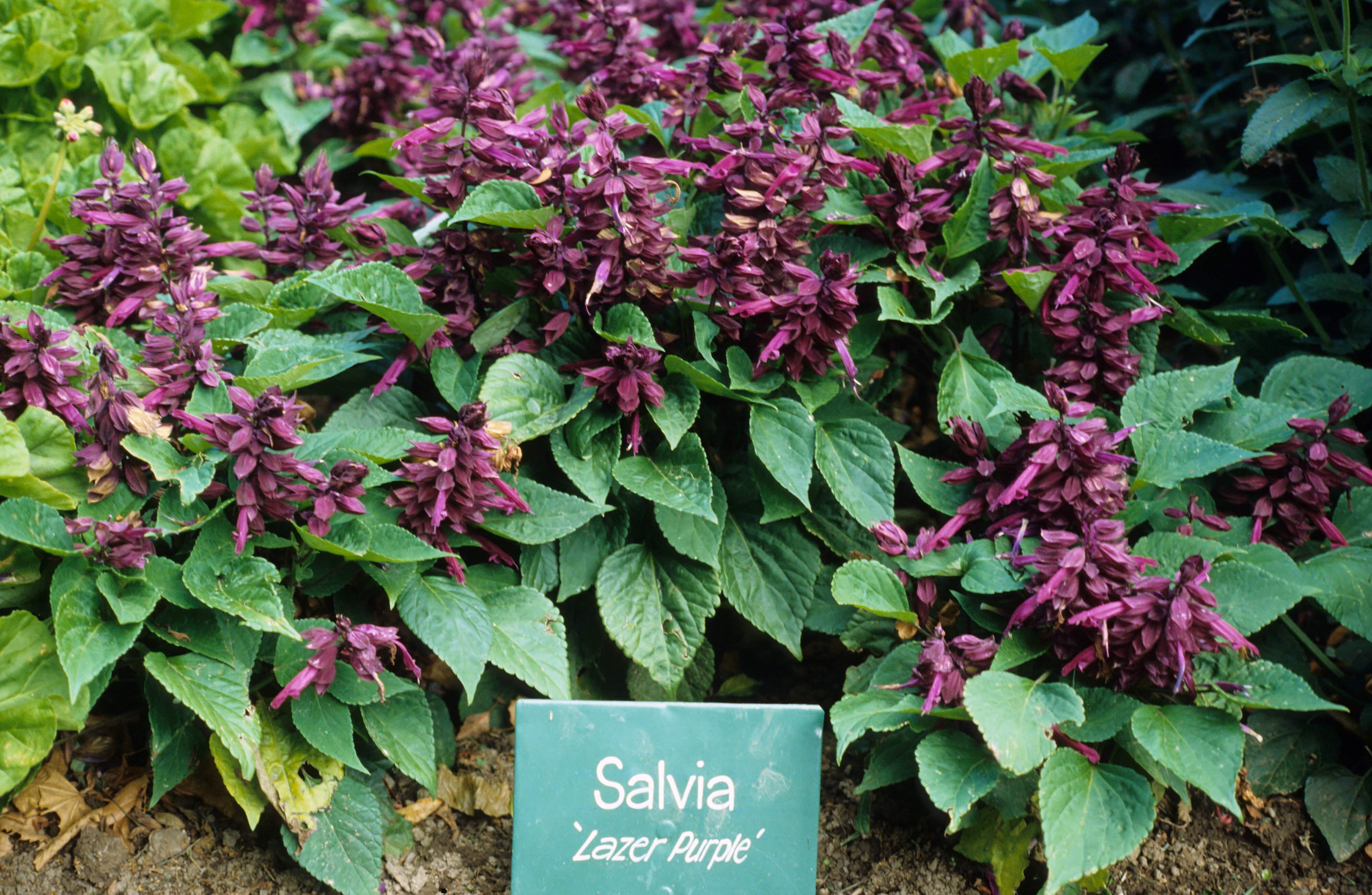 Salvia splendens Lazer Purple