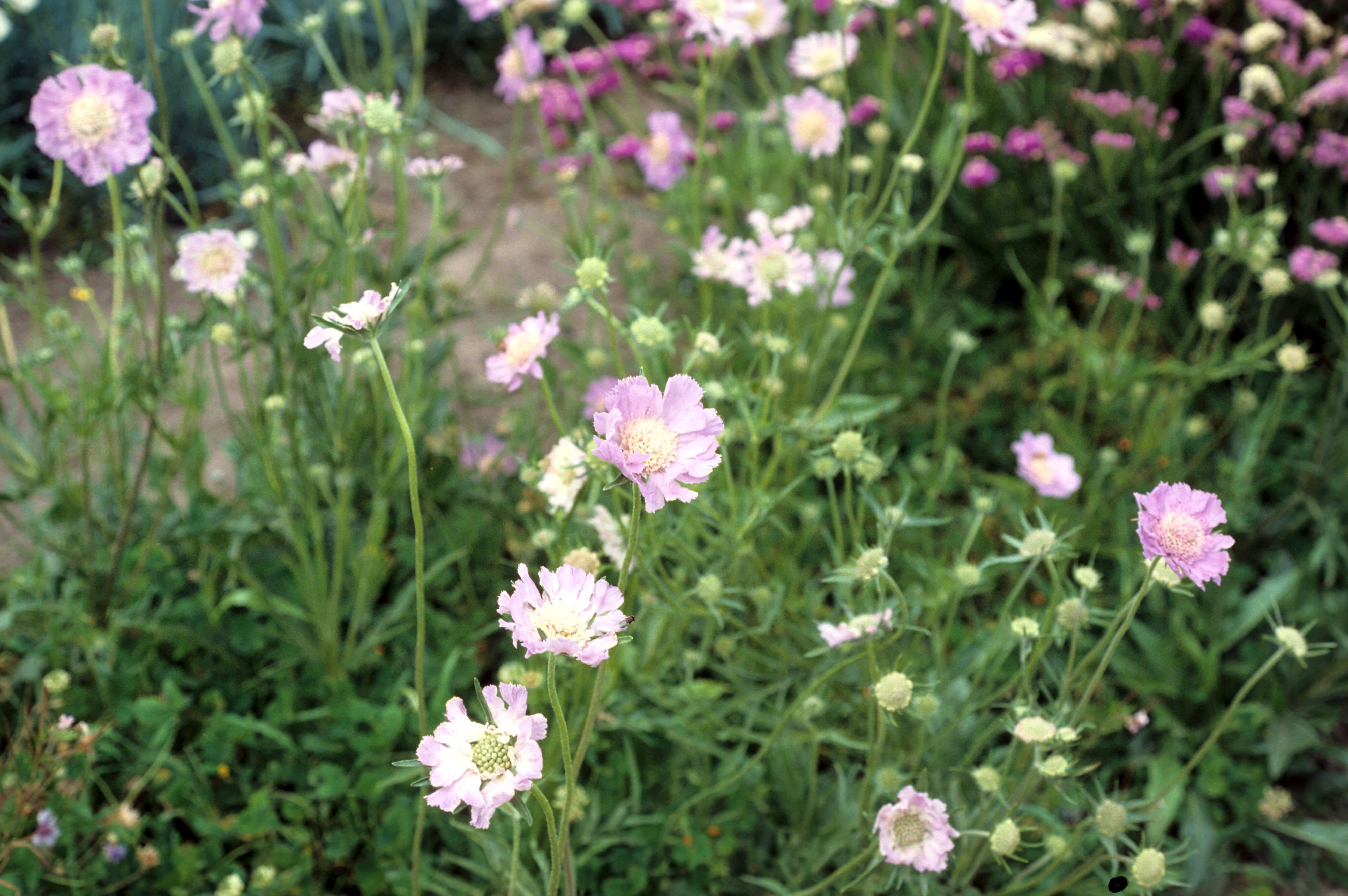 Scabiosa caucasica Goldingensis 1