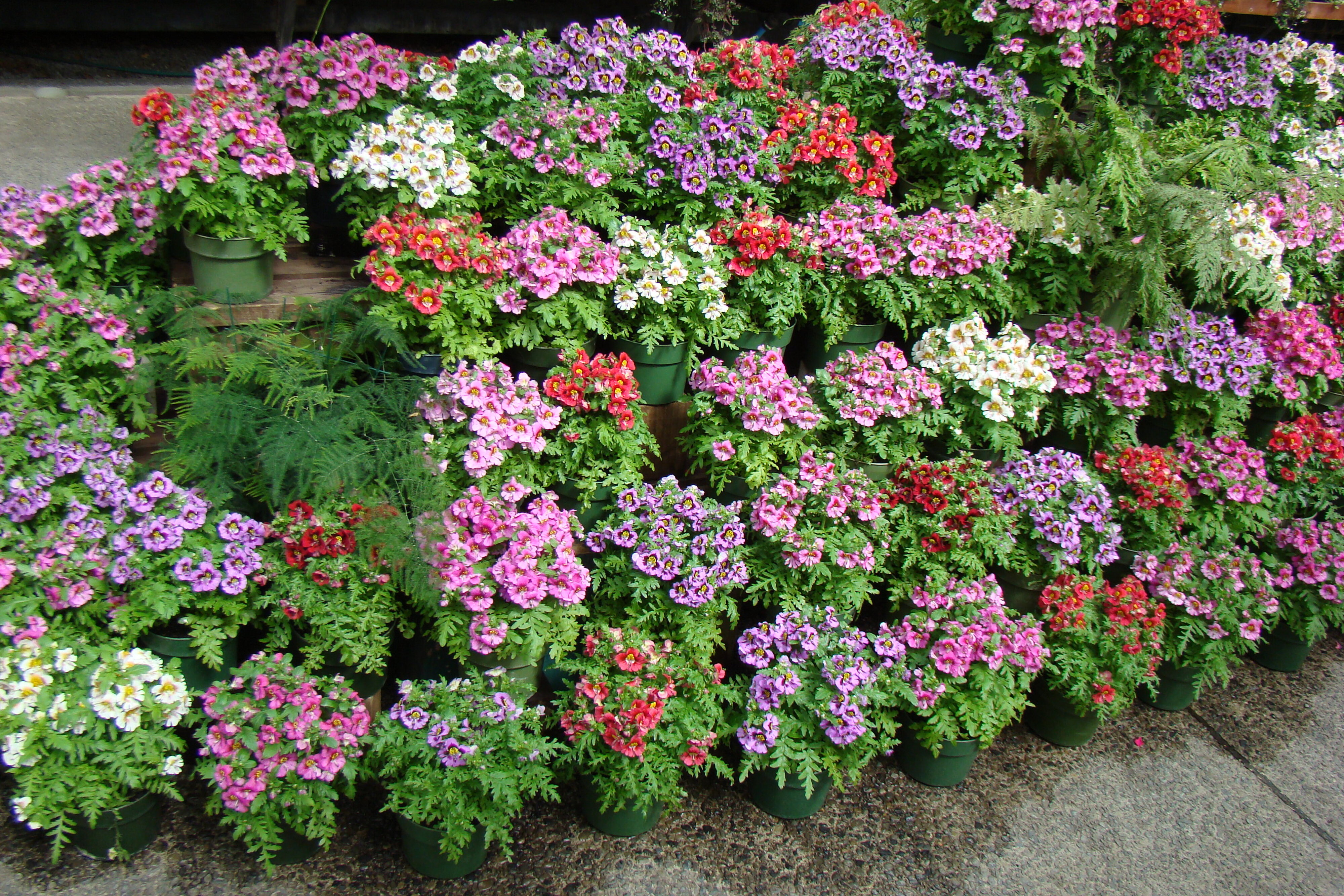 Schizanthus pinnatus