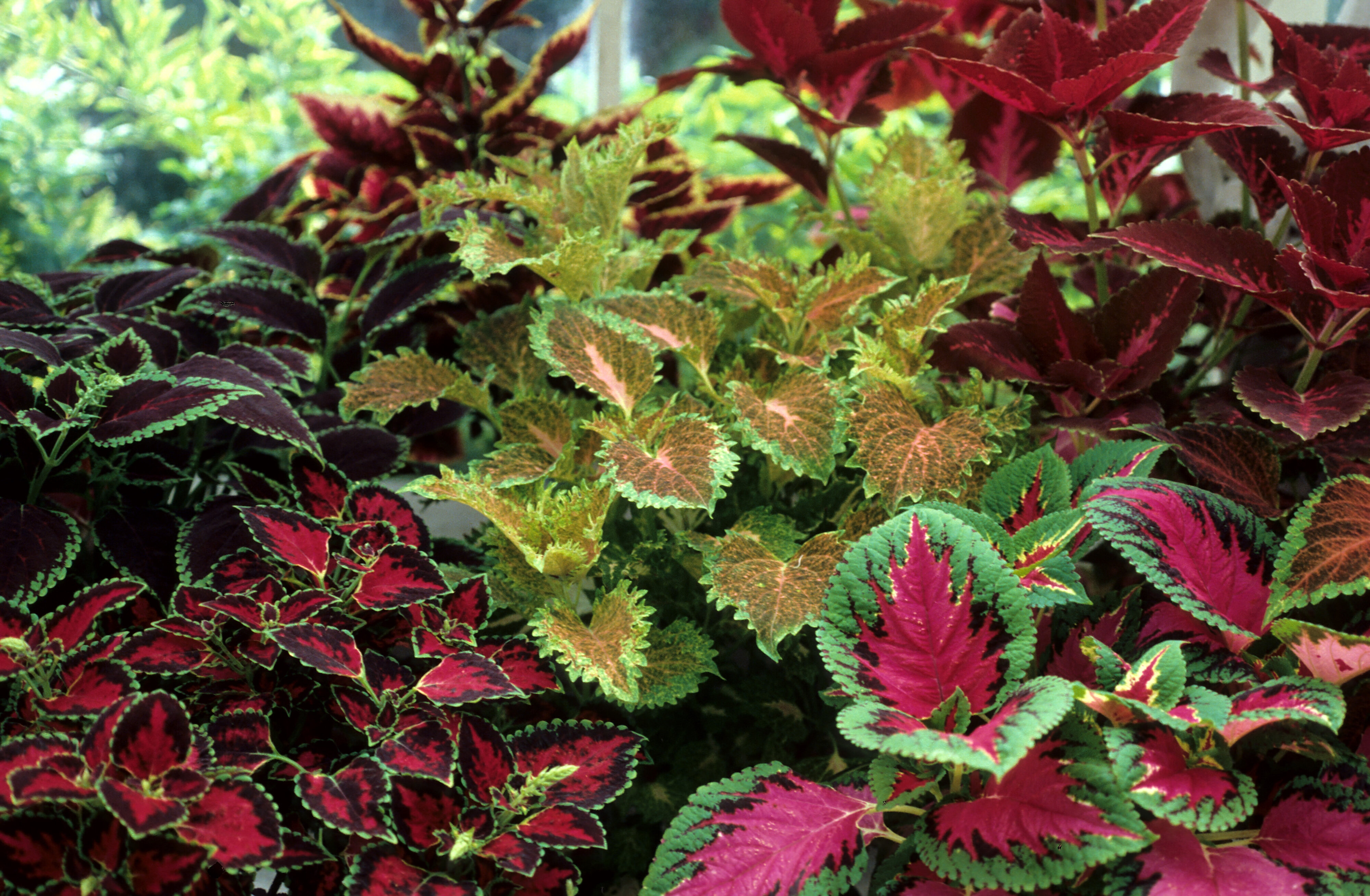 Solenostemon scutellarioides syn. Coleus