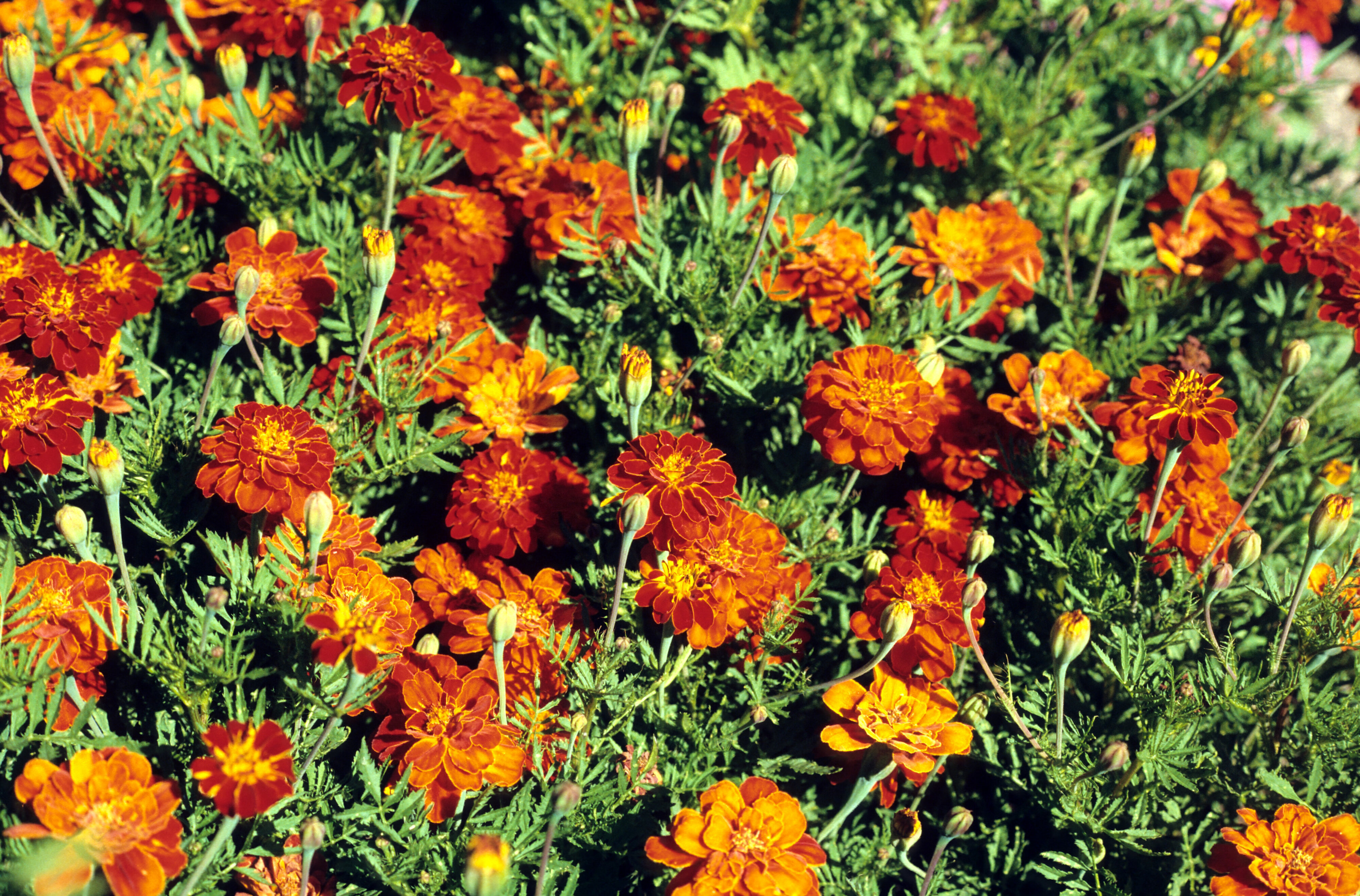 Tagetes patula Rusty Red