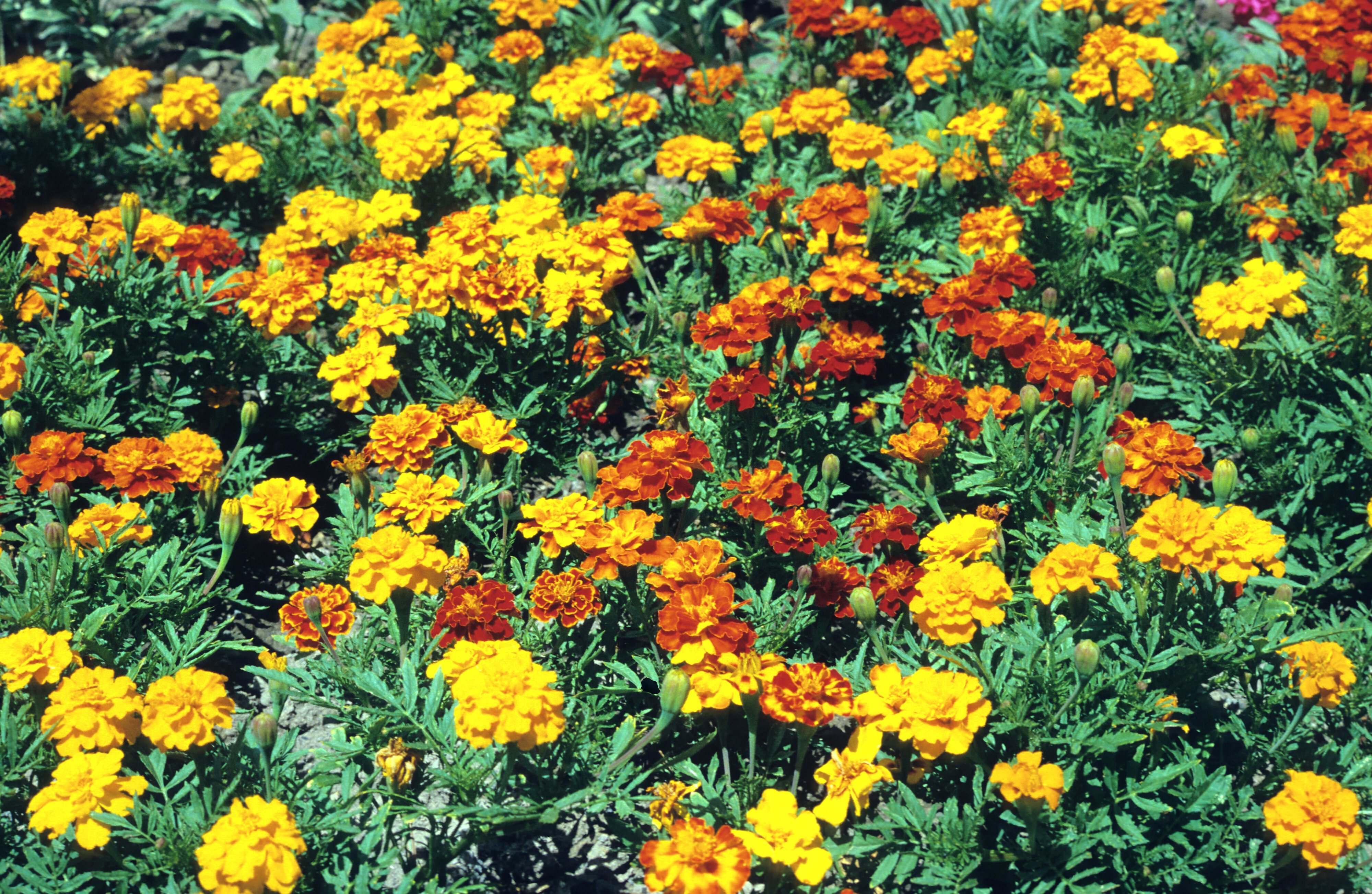 Tagetes patula Sparky