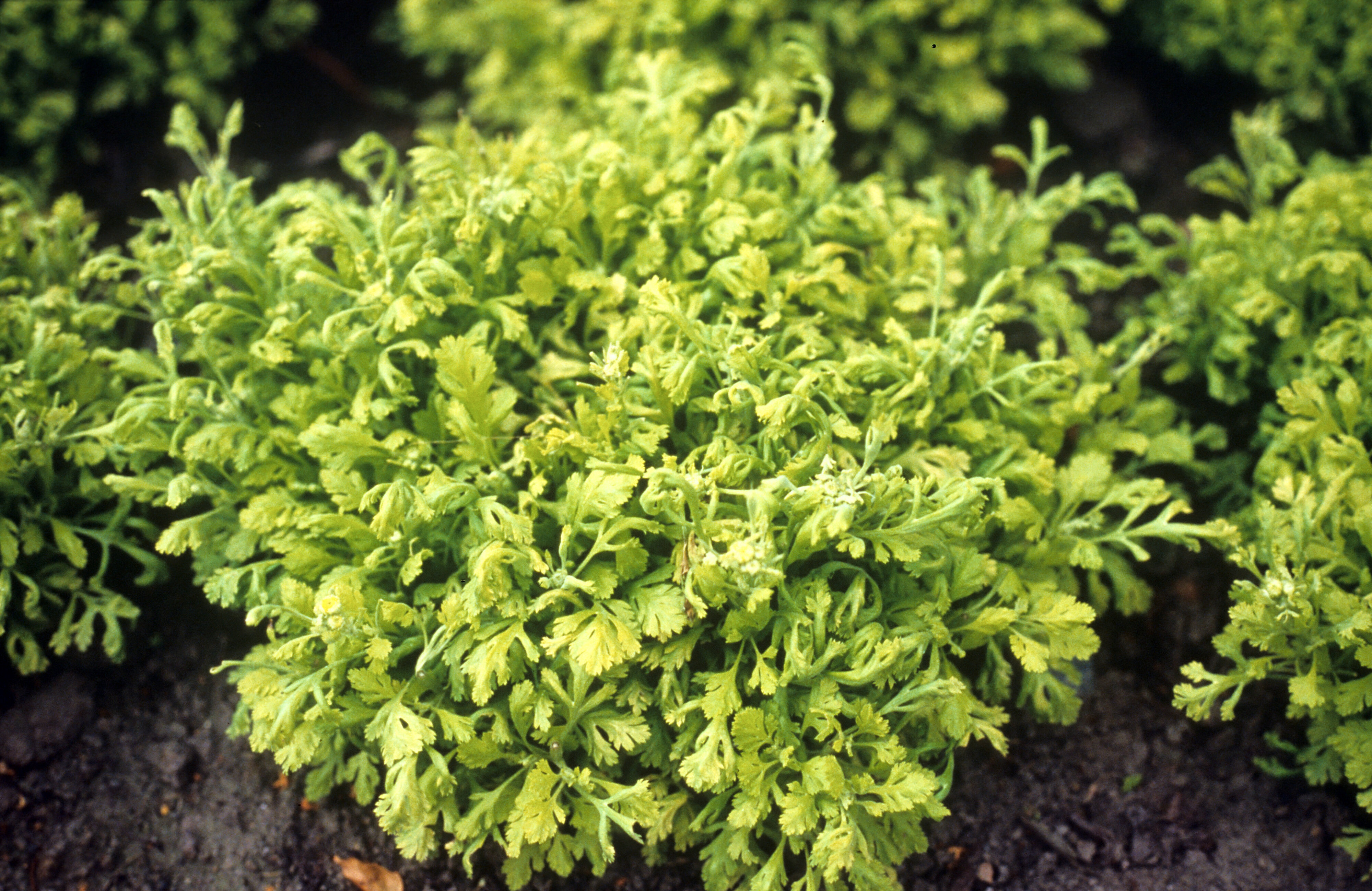 Tanacetum parthenium Golden Feather