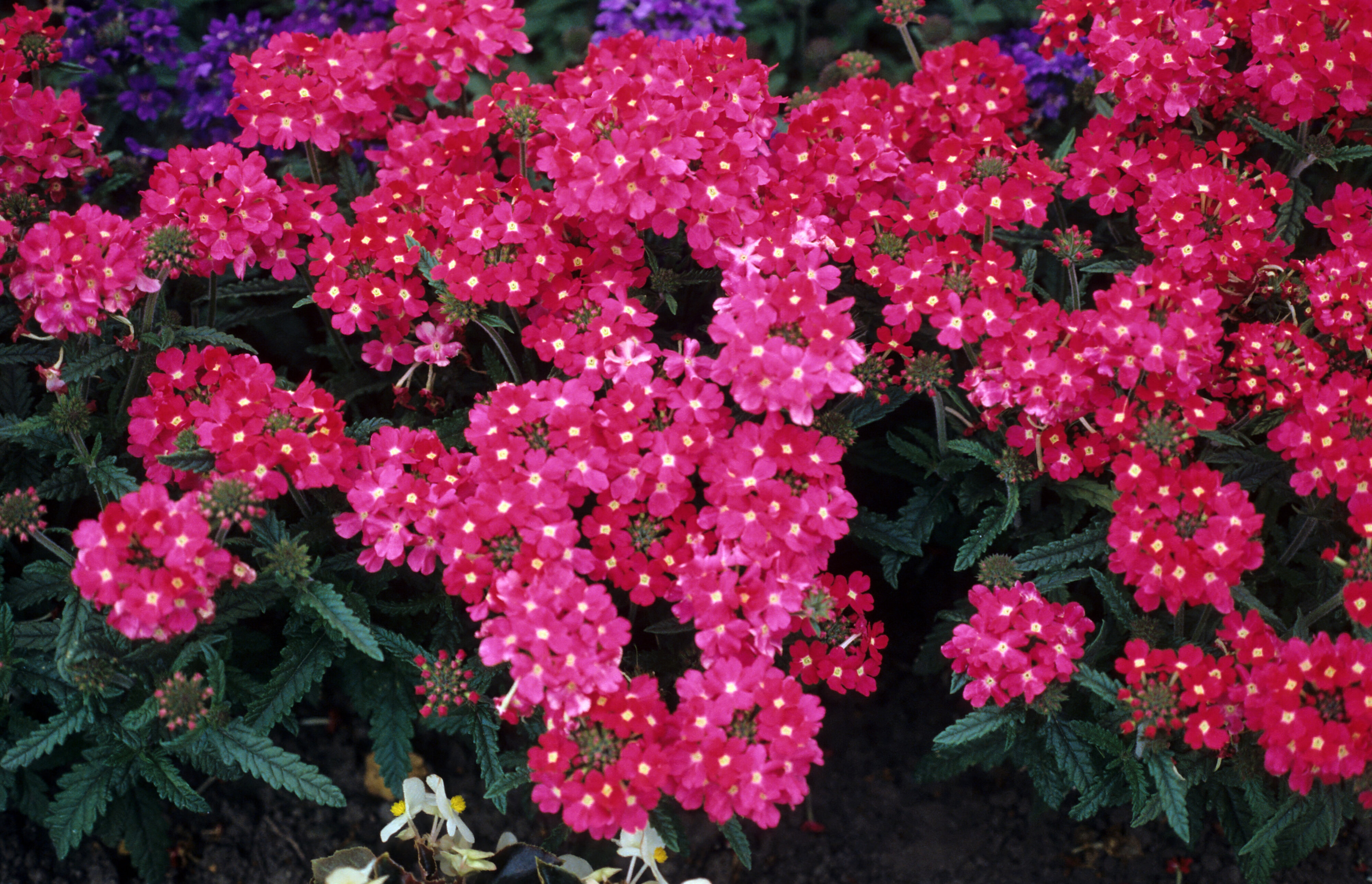Verbena x hybrida Sangria