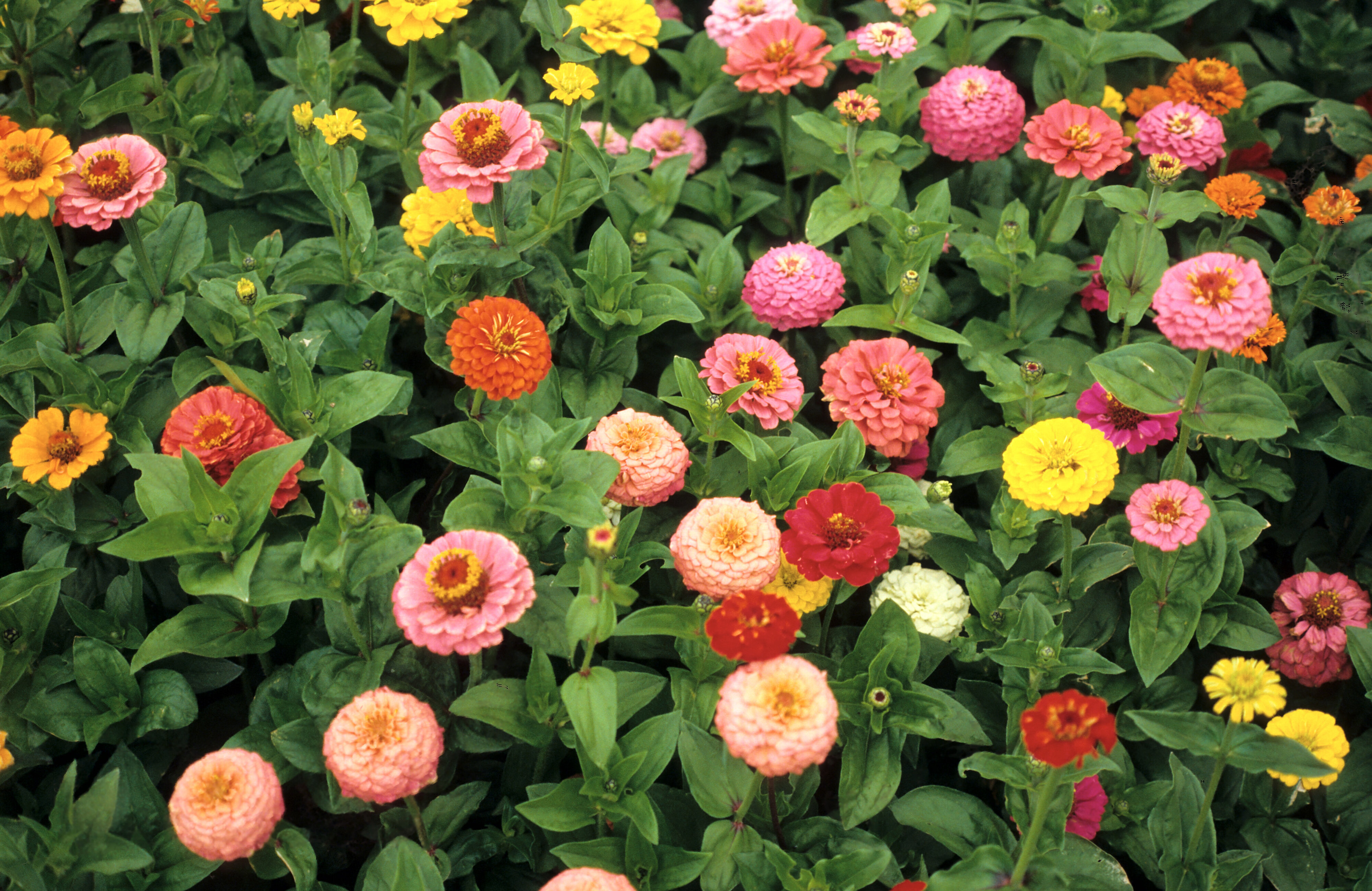 Zinnia elegans Pumila Finest Mixed