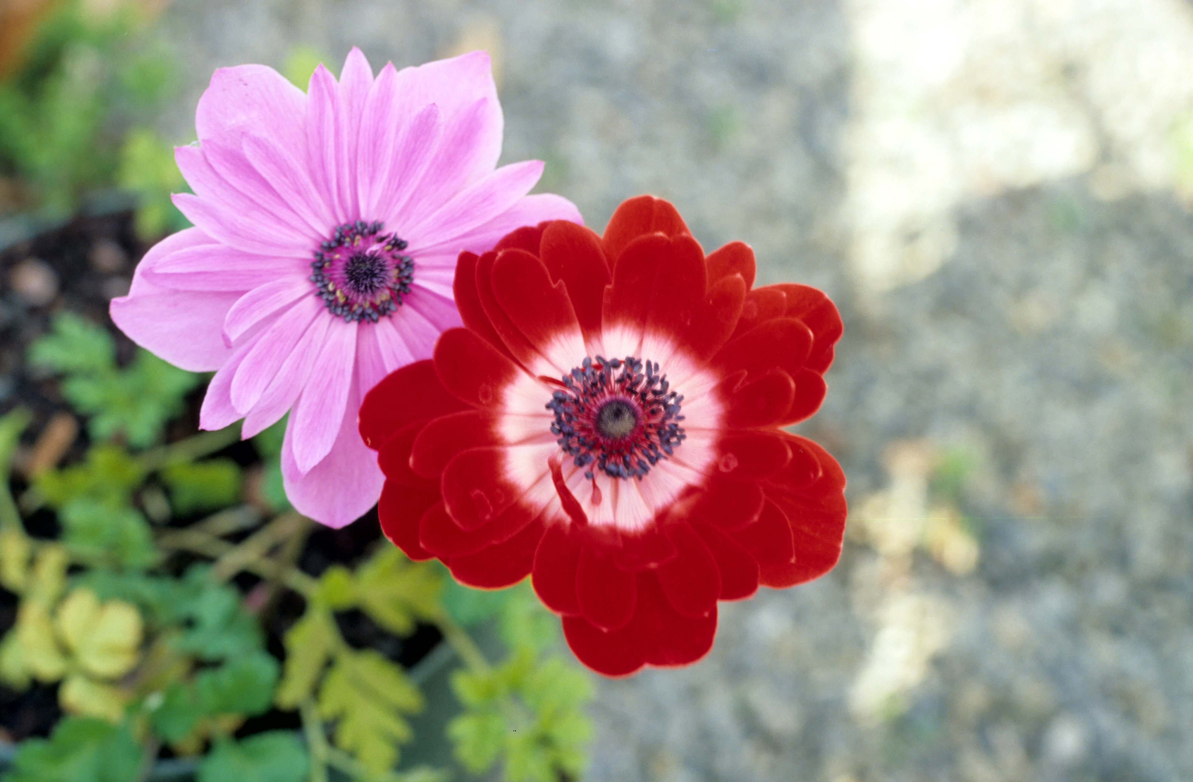 Anemone coronaria St Brigid 1