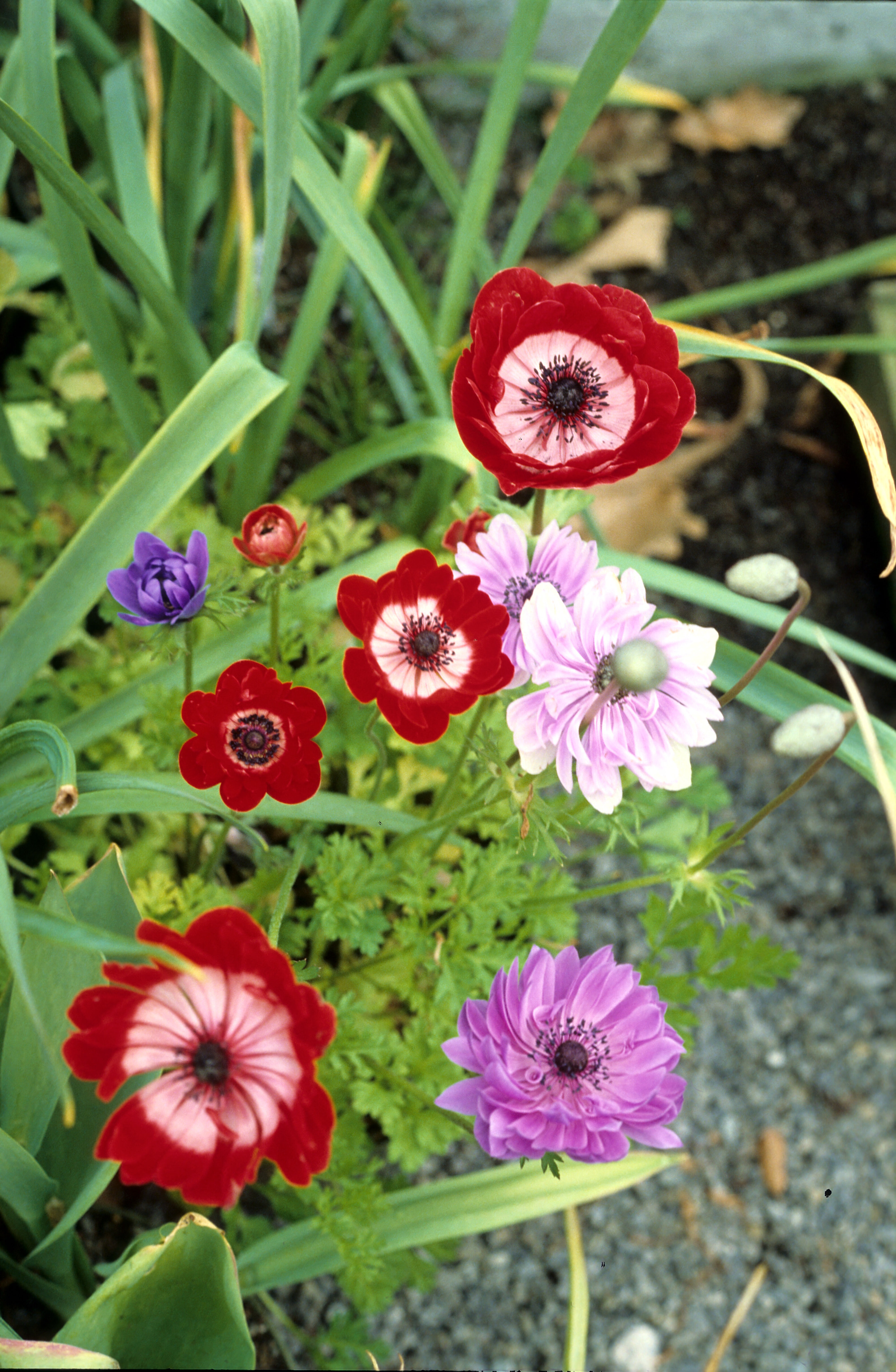 Anemone coronaria St Brigid 2