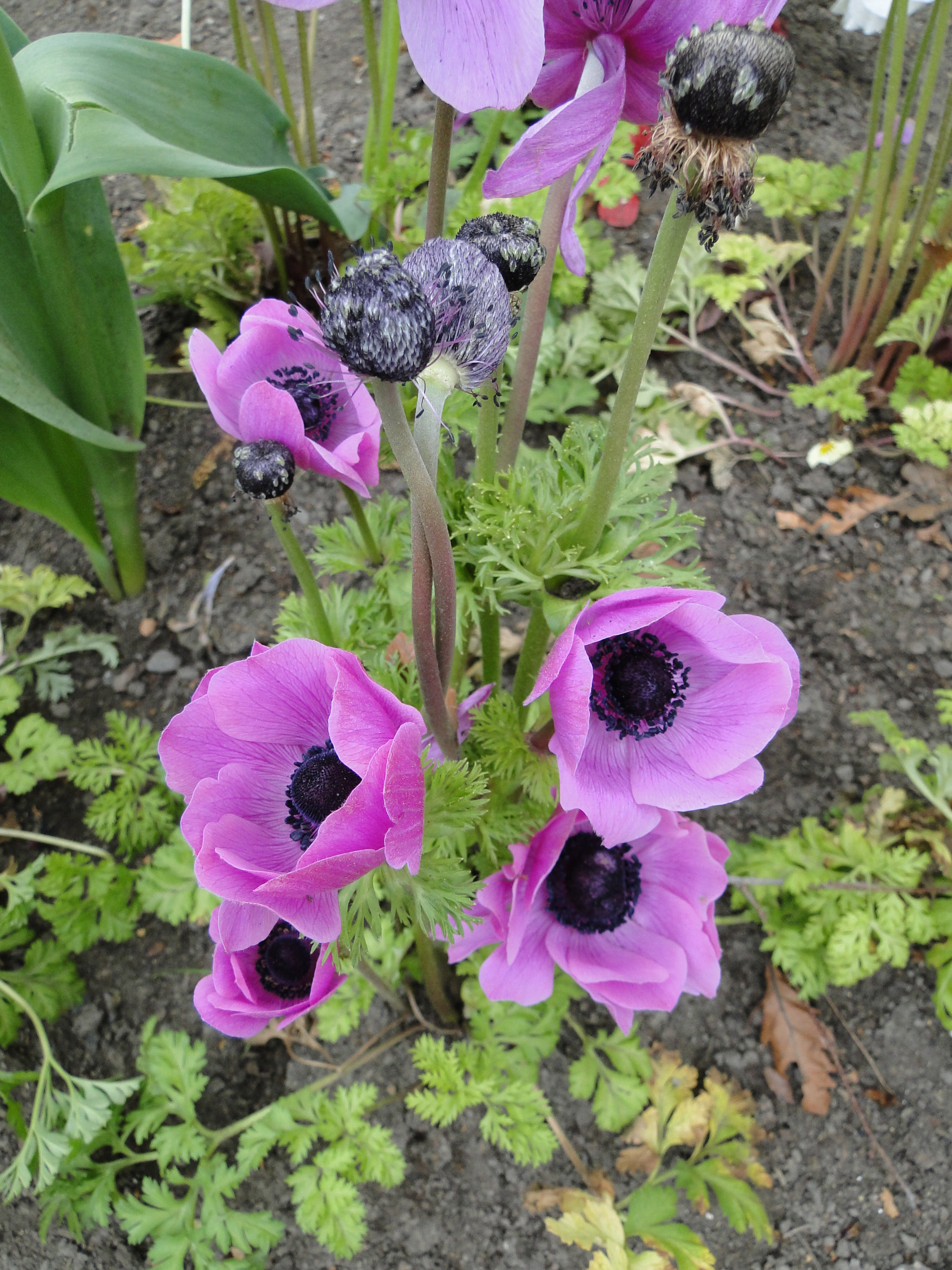 Anemone Harmony Mixed
