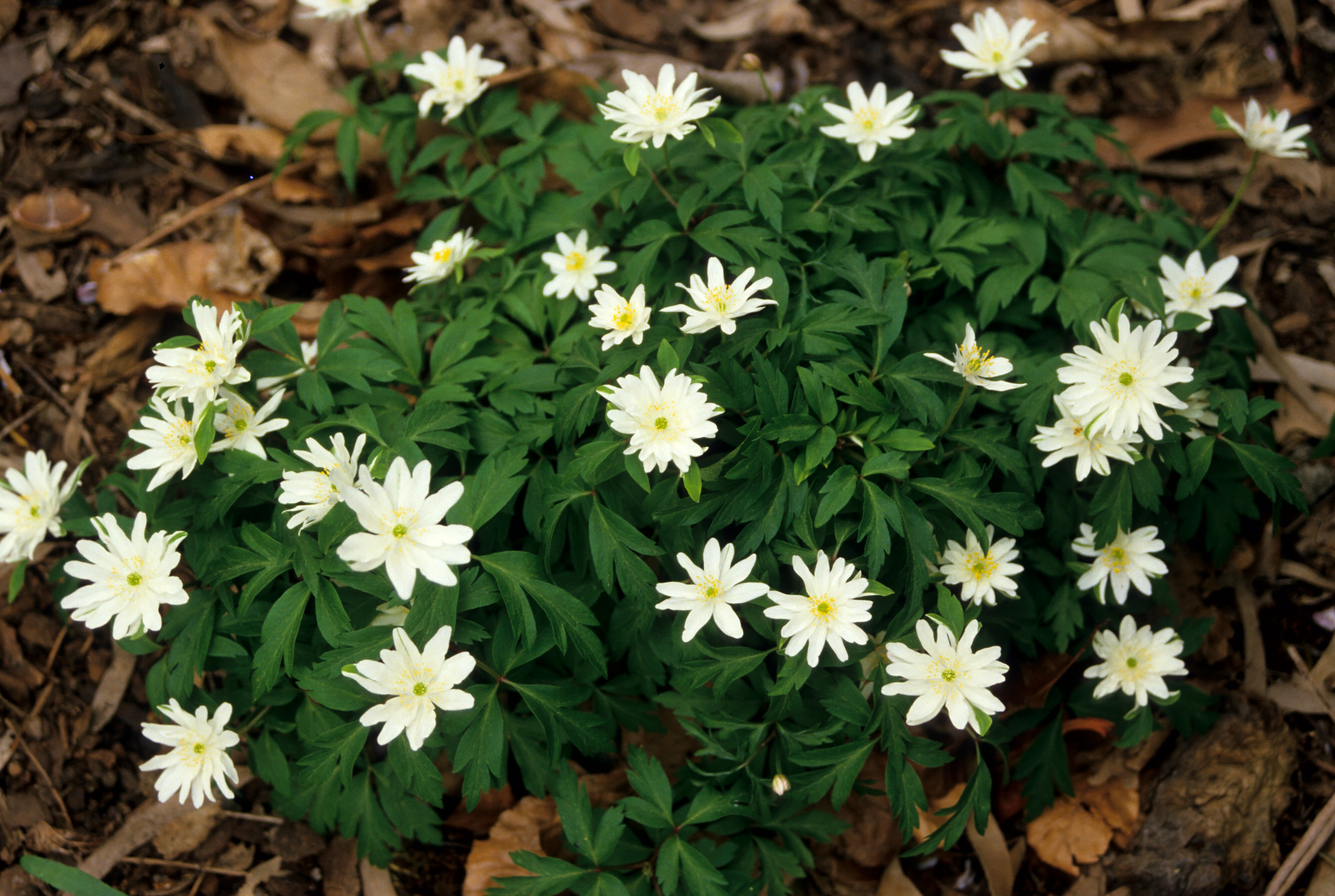 Anemone nemorosa