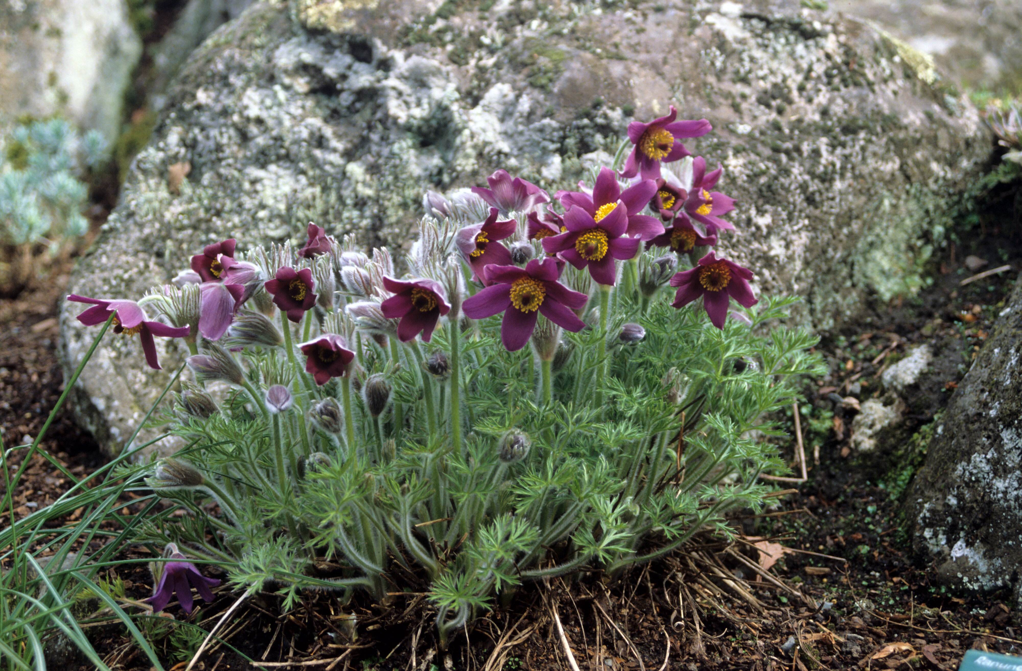 Anemone pulsatilla