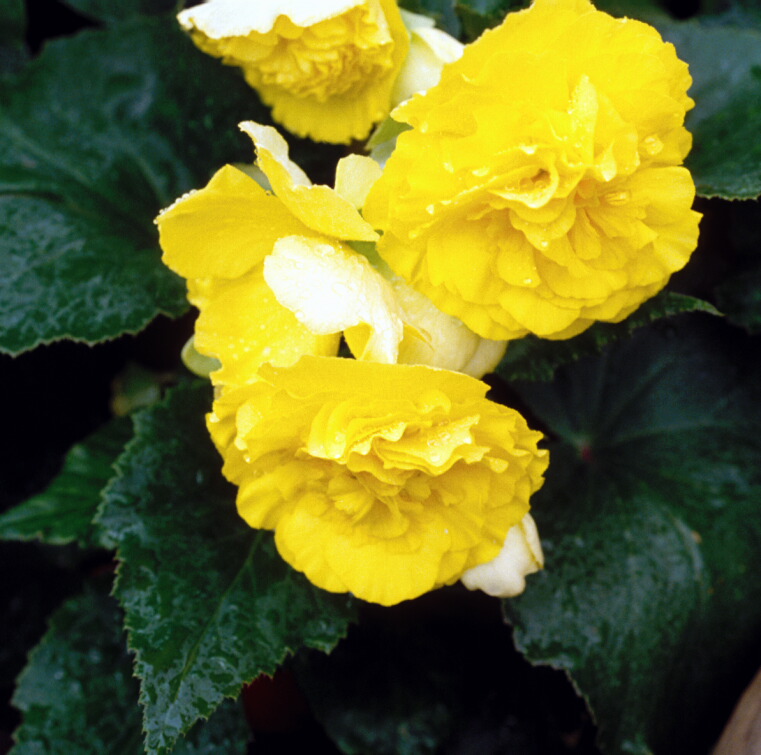 Begonia x tuberhybrida