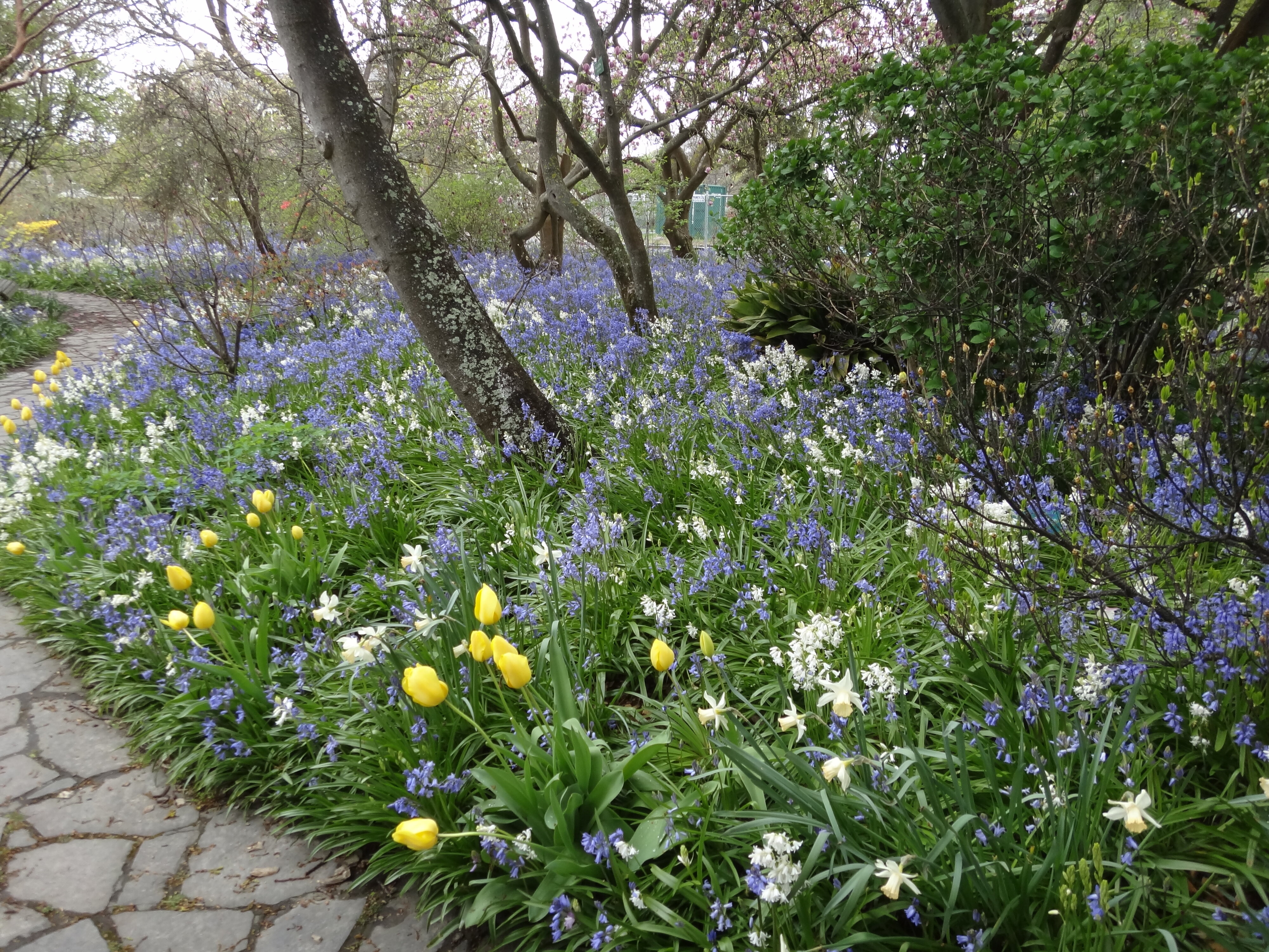 Bluebells with daffodils and tulips in the Christchurch Botanic Gardens