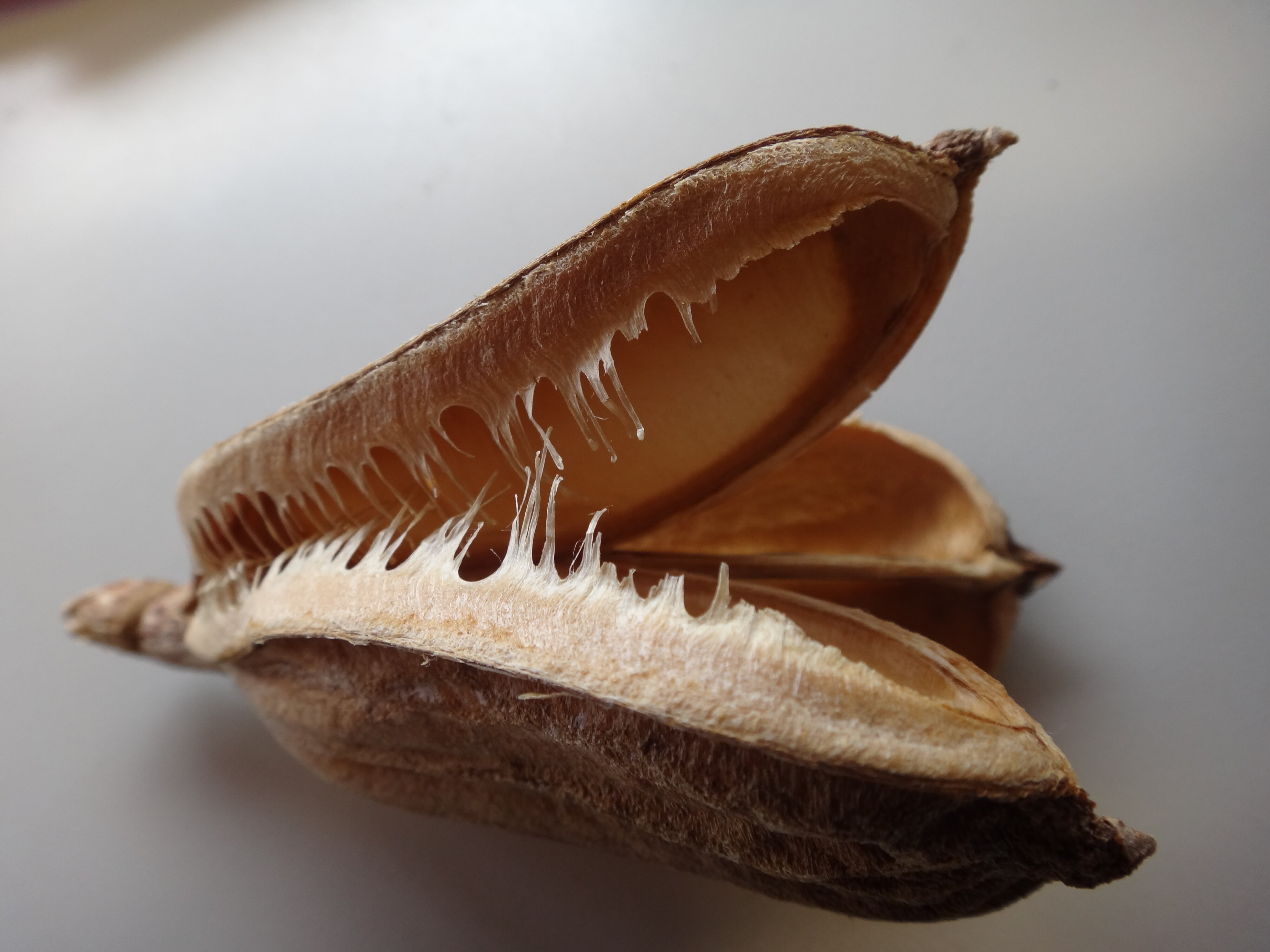 Cardiocrinum giganteum capsule