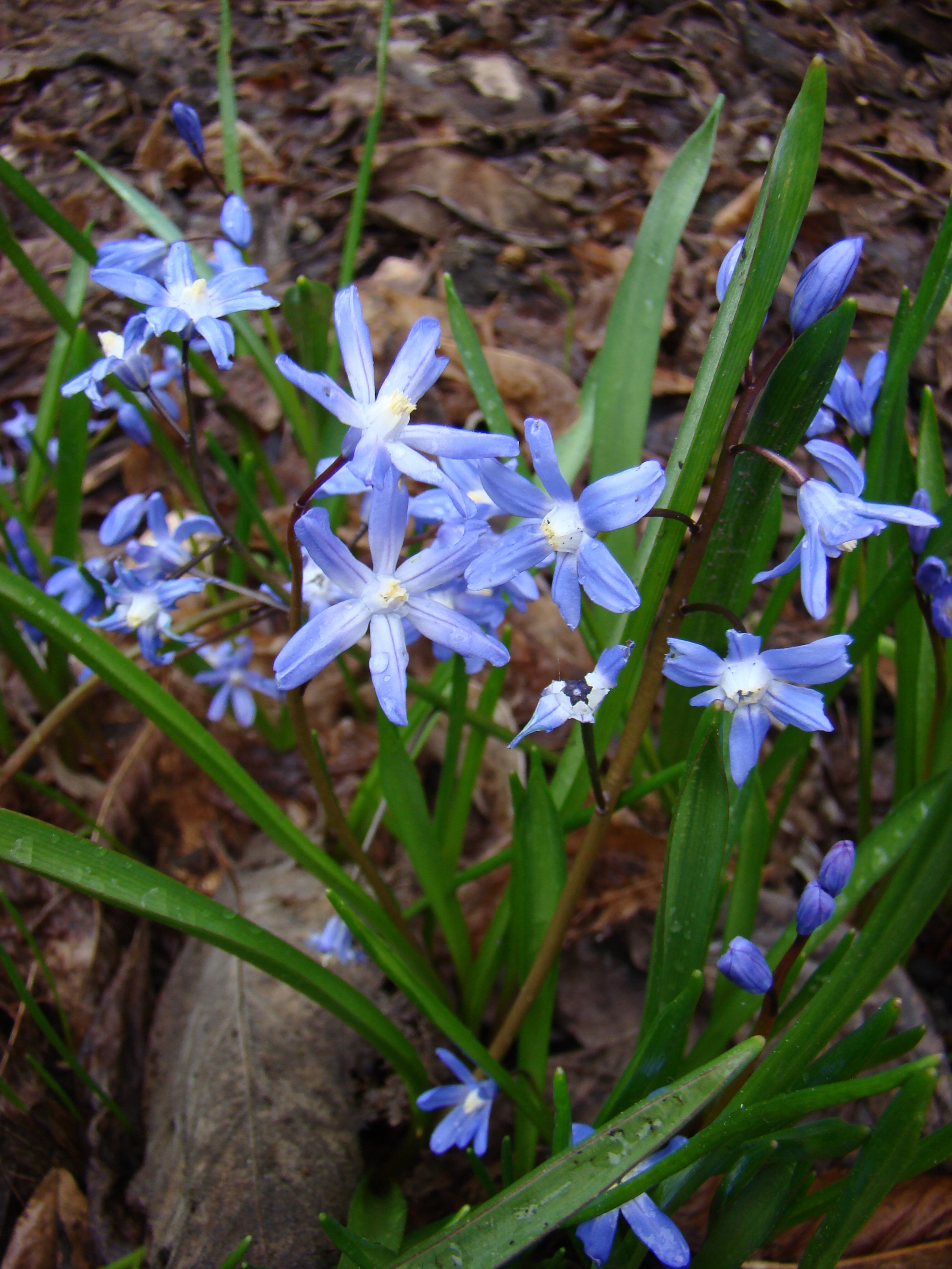 Chionodoxa luciliae 1
