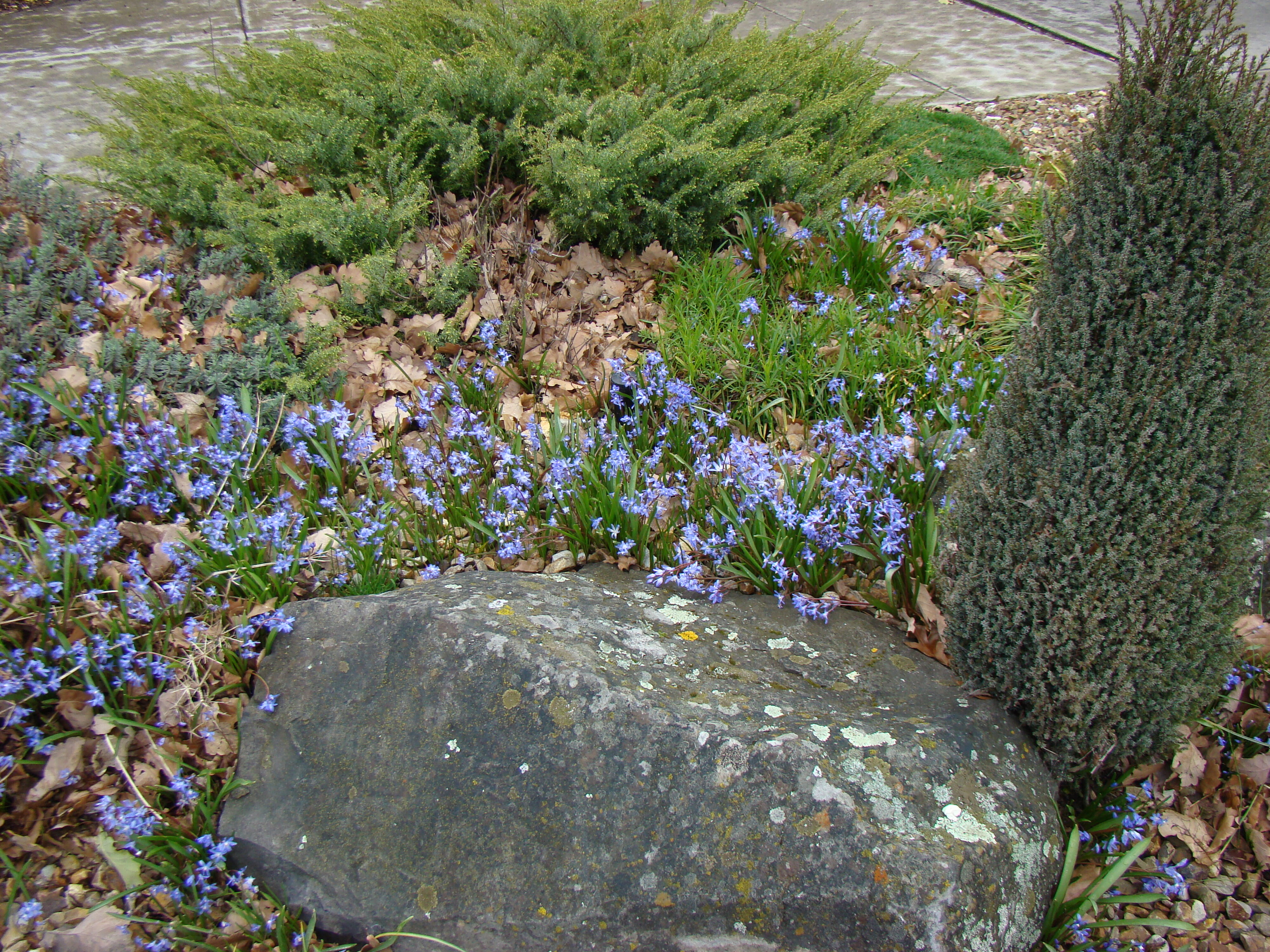 Chionodoxa luciliae 2