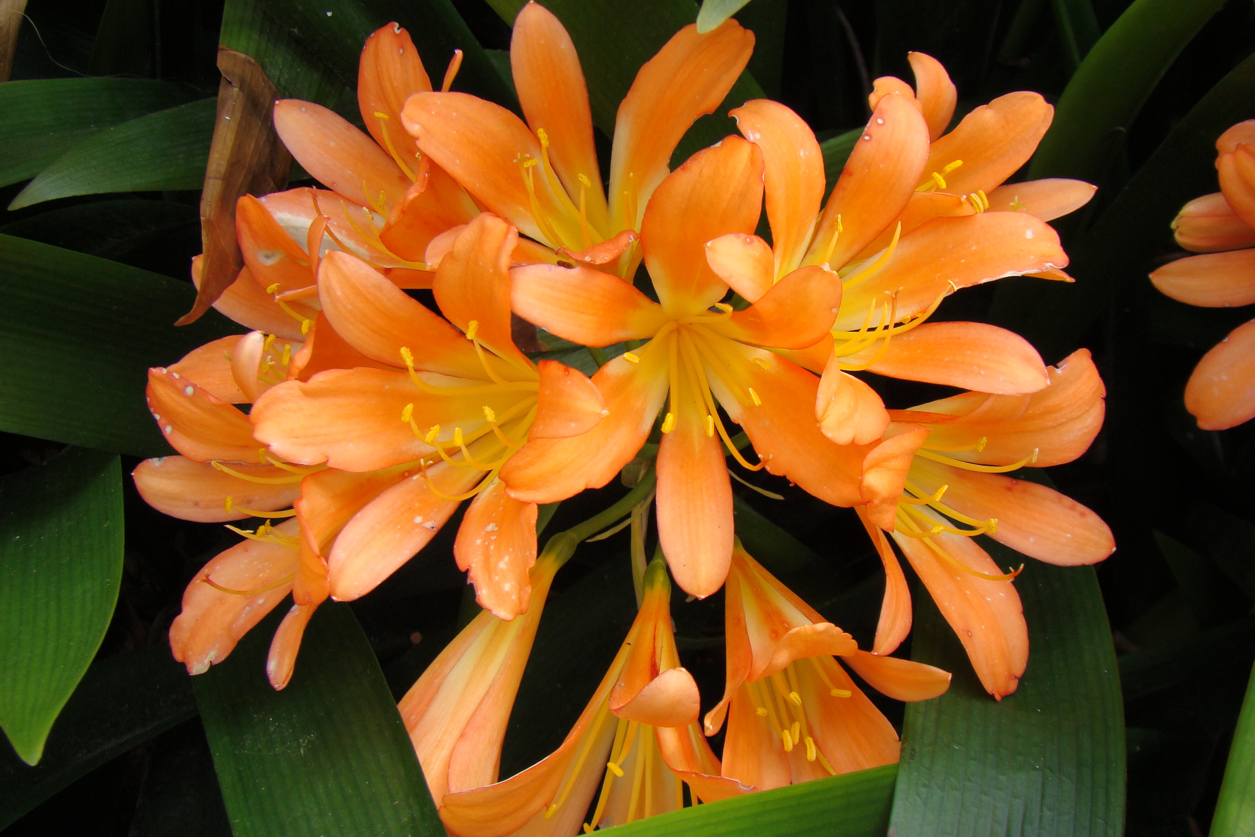 Clivia Miniata 1