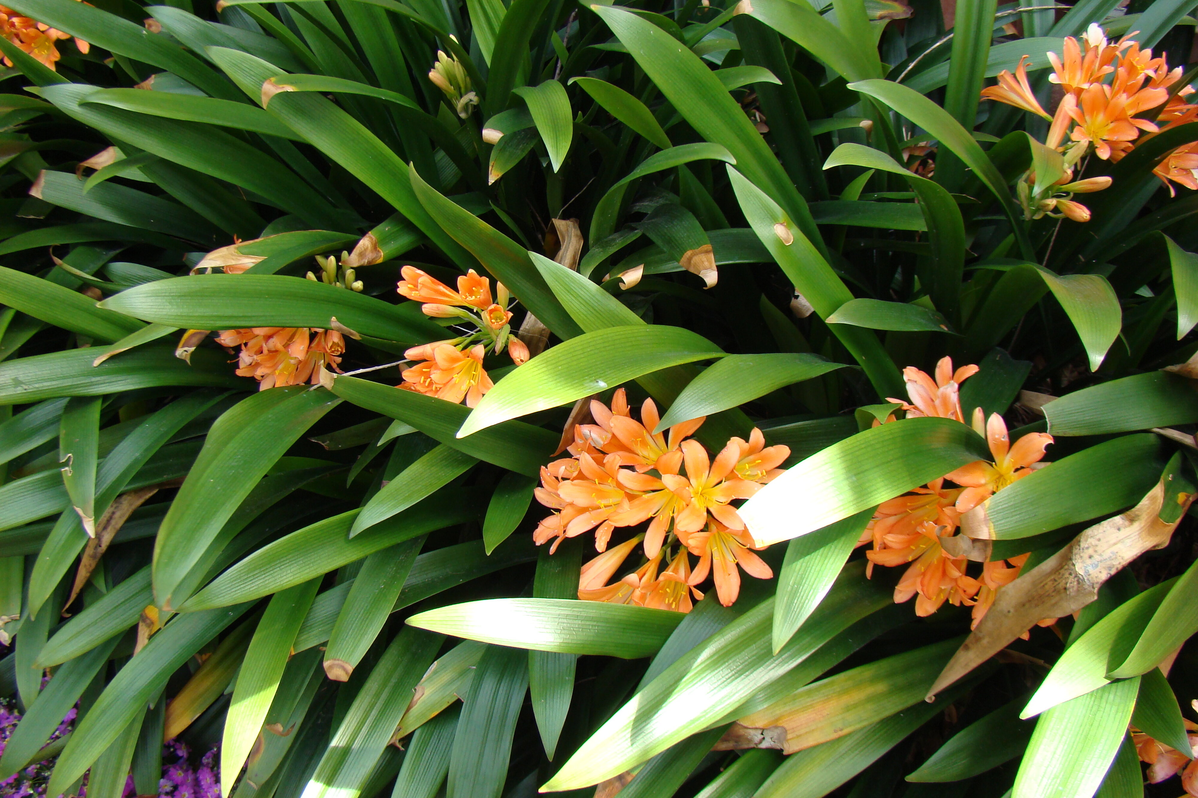 Clivia Miniata 2